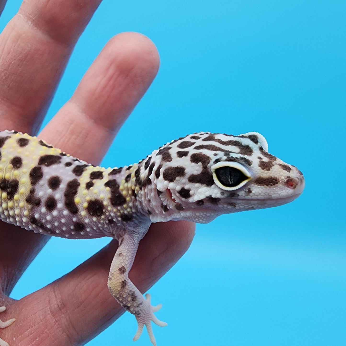 Female Fasciolatus Macularius Turcmenicus