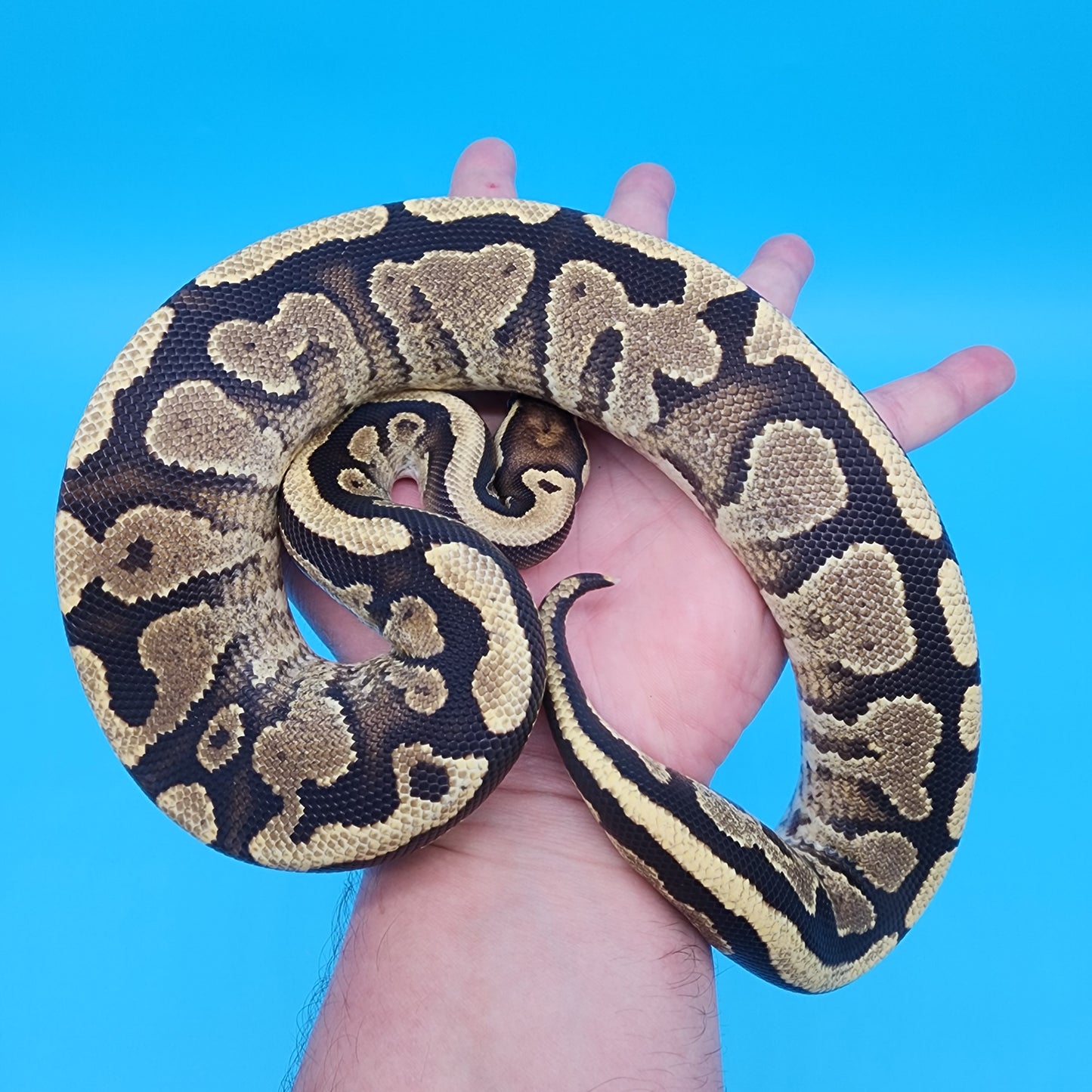 Male Yellow Belly Fire Pos. Het Puzzle Pos. Het Clown