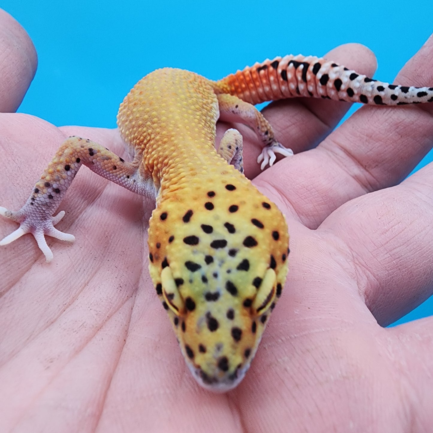 Female Clown Inferno Eclipse (partial shading expression)