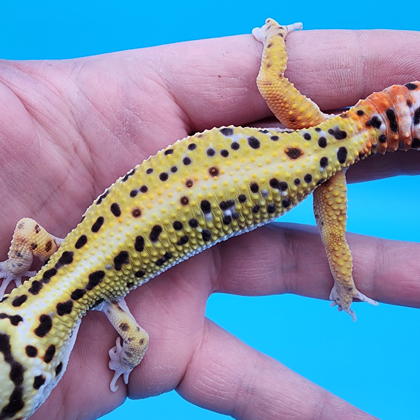 Male Hyper Xanthic Halloween Mask Bandit White and Yellow (TBS & Fire Bold Lineage)