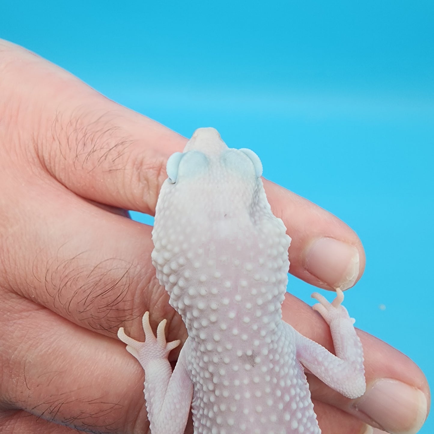 Female Afghanicus Blizzard pos Mack Snow 100% het Diablo Blanco Nice Pinks / Lavenders (Indent Head; read footnote)