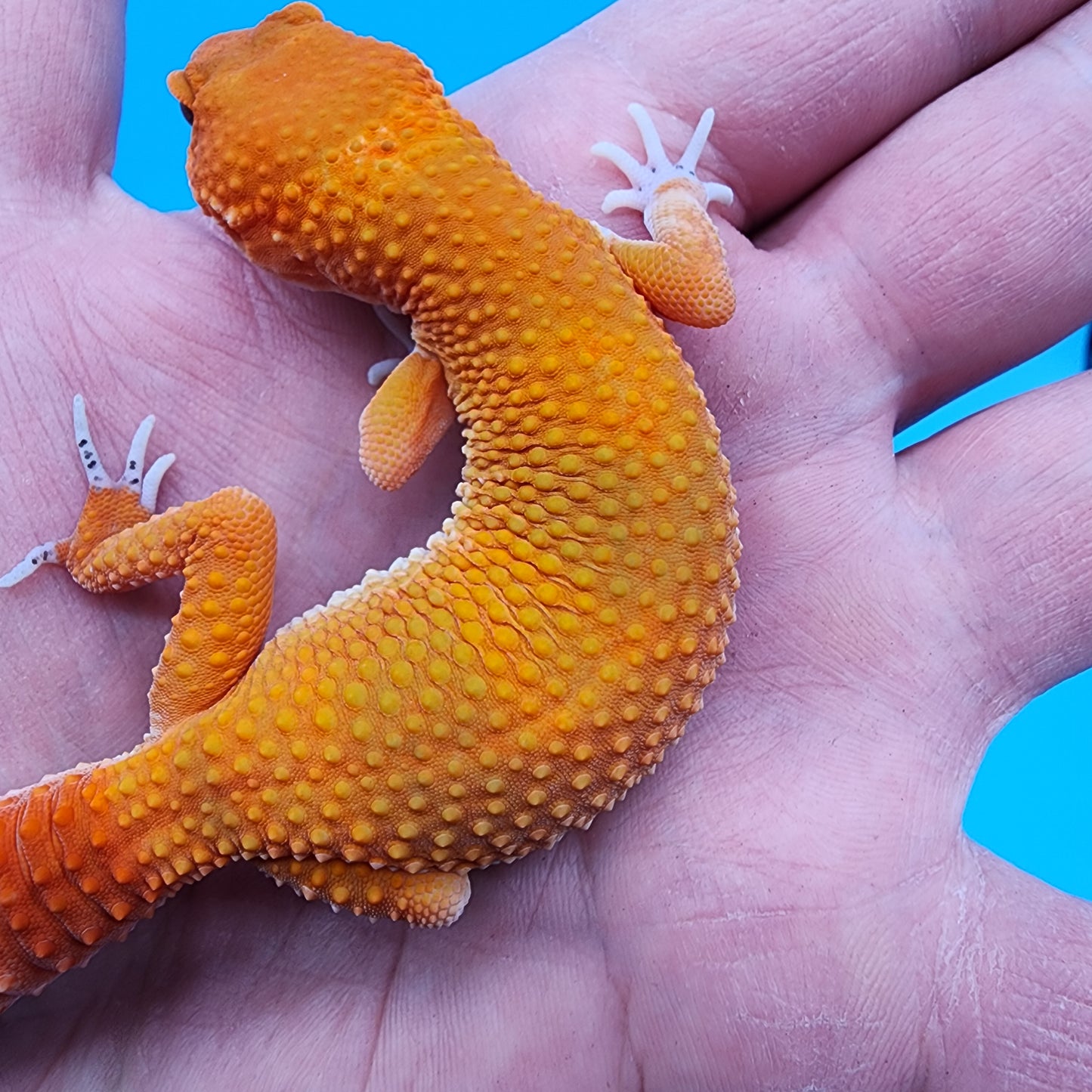 Female Mandarin Inferno 100% Het Tremper Albino