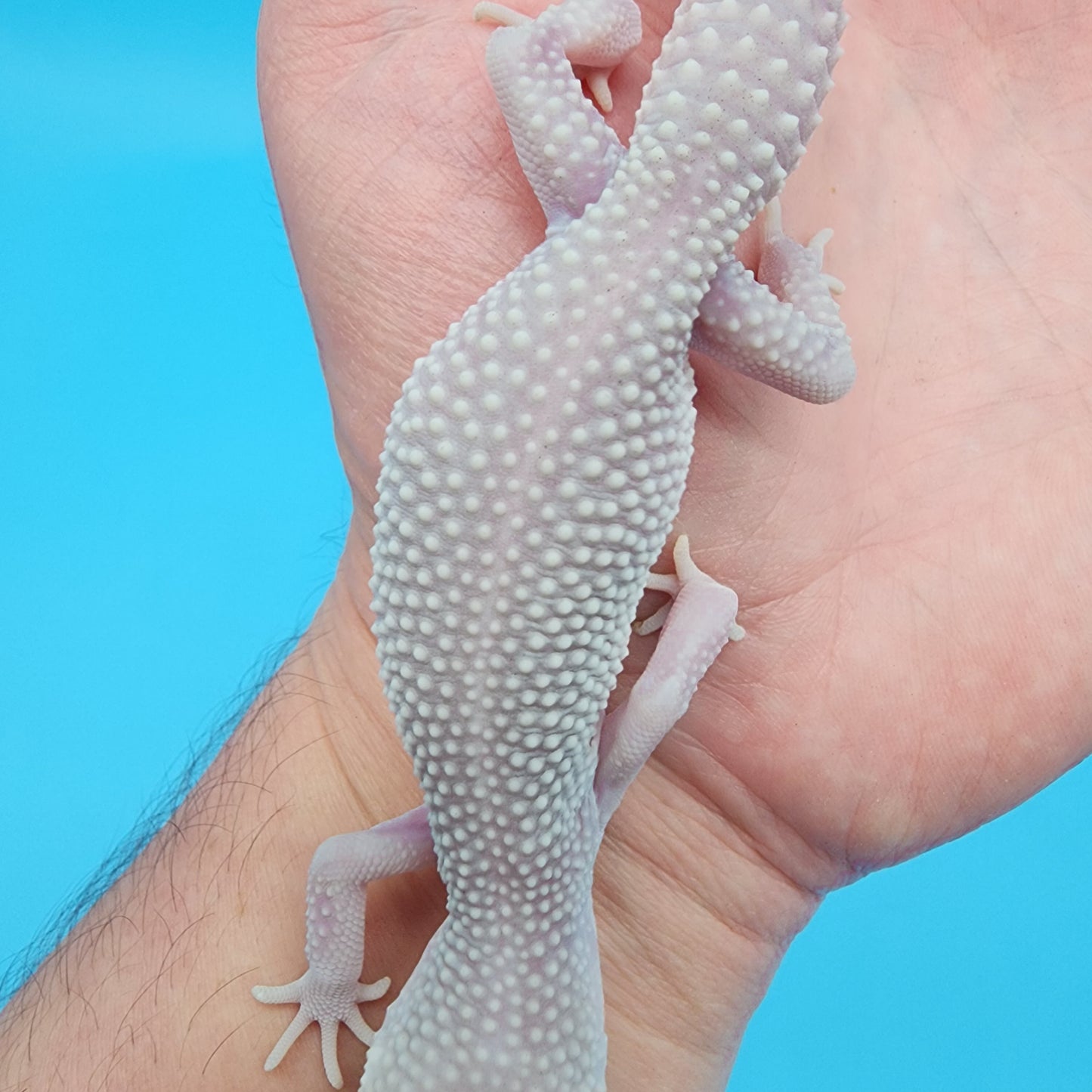 Male Afghanicus Blizzard pos Mack Snow 100% het Diablo Blanco