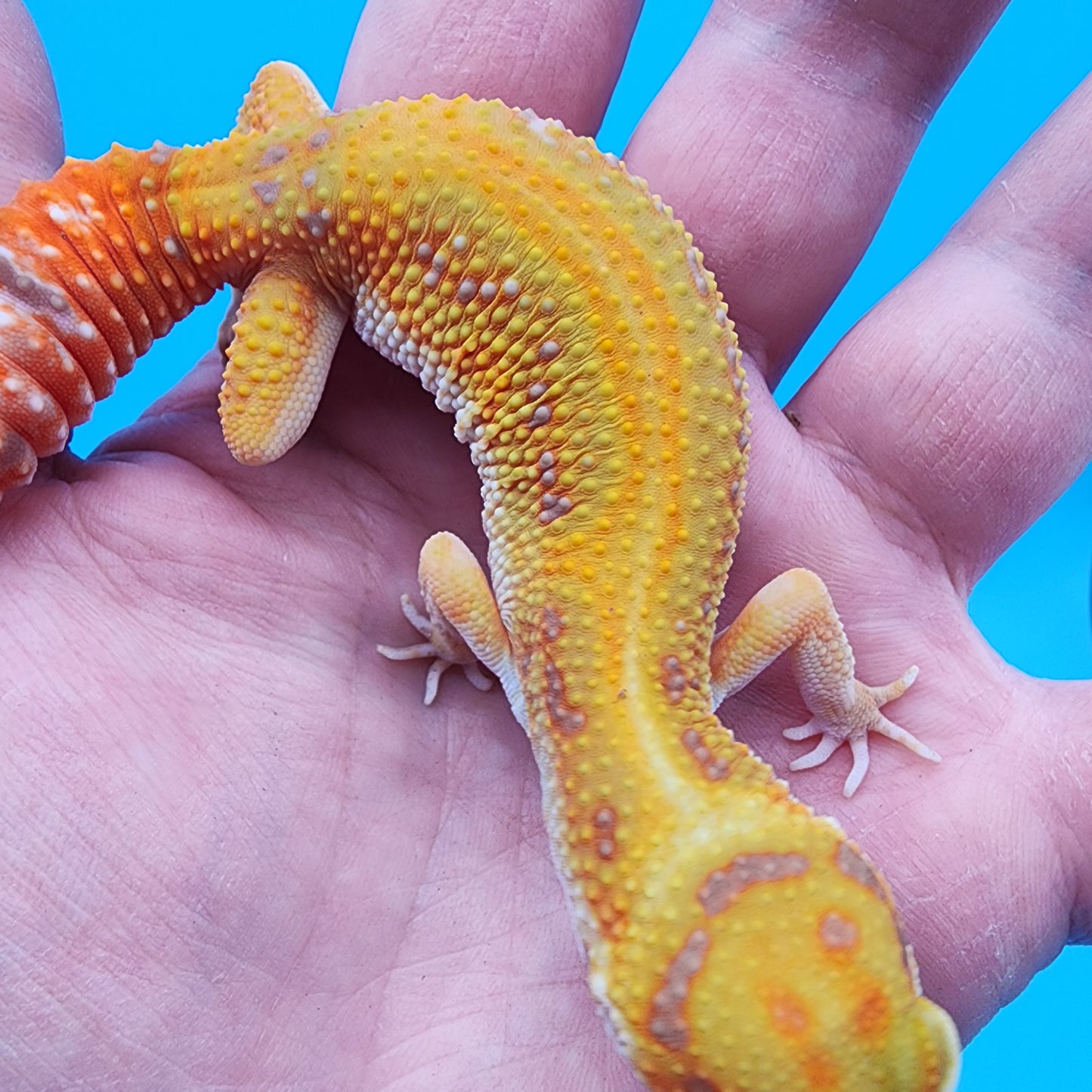 Female Mandarin Inferno Red Stripe Tremper Albino Emerine
