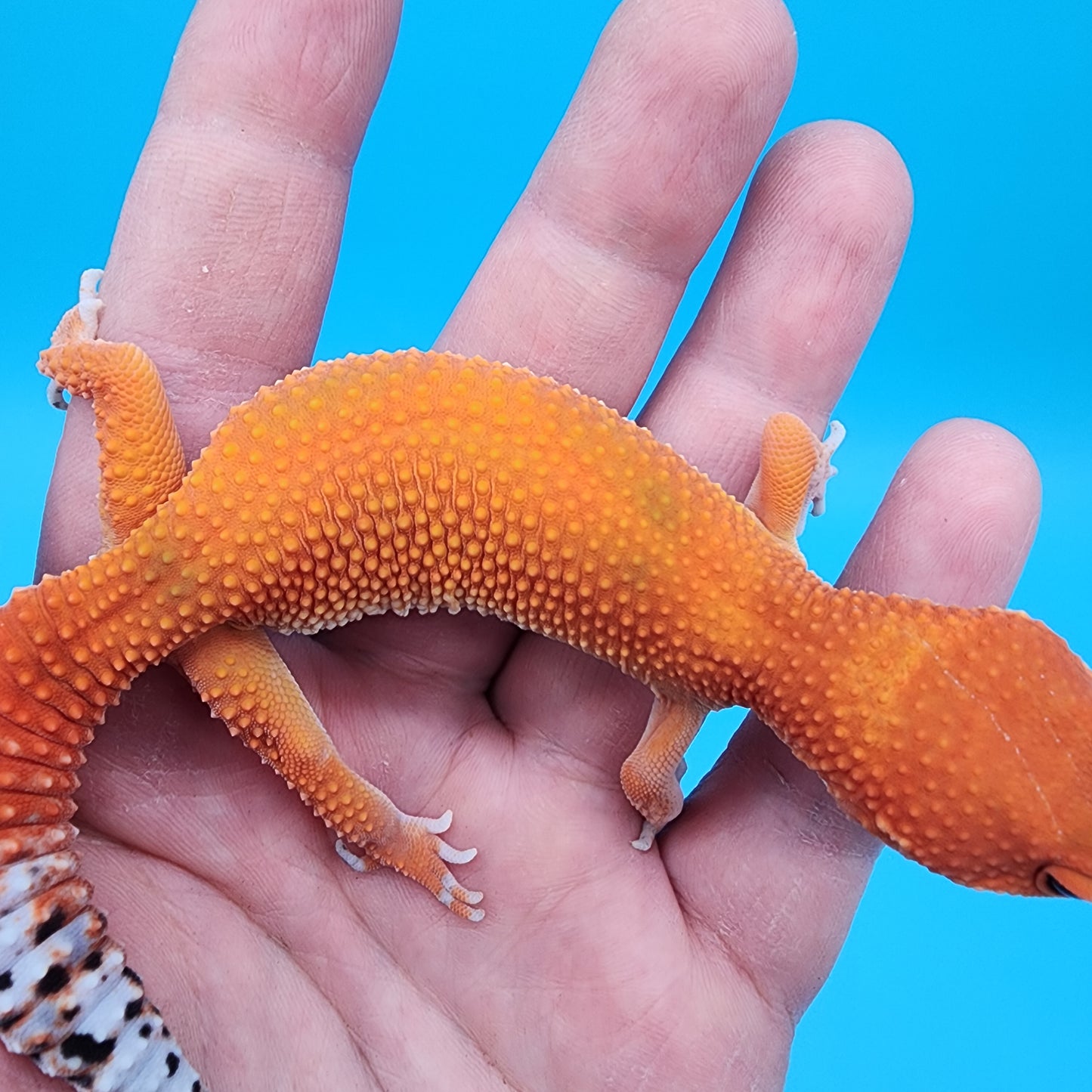 Female Mandarin Inferno 100% Het Tremper Albino