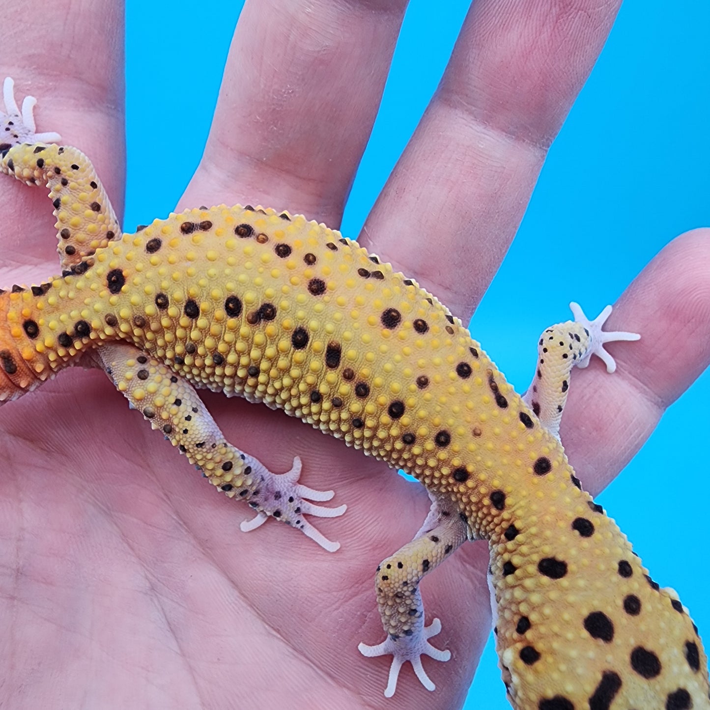 Female Mandarin Inferno Eclipse (Partial Eclipse Eye Variant)