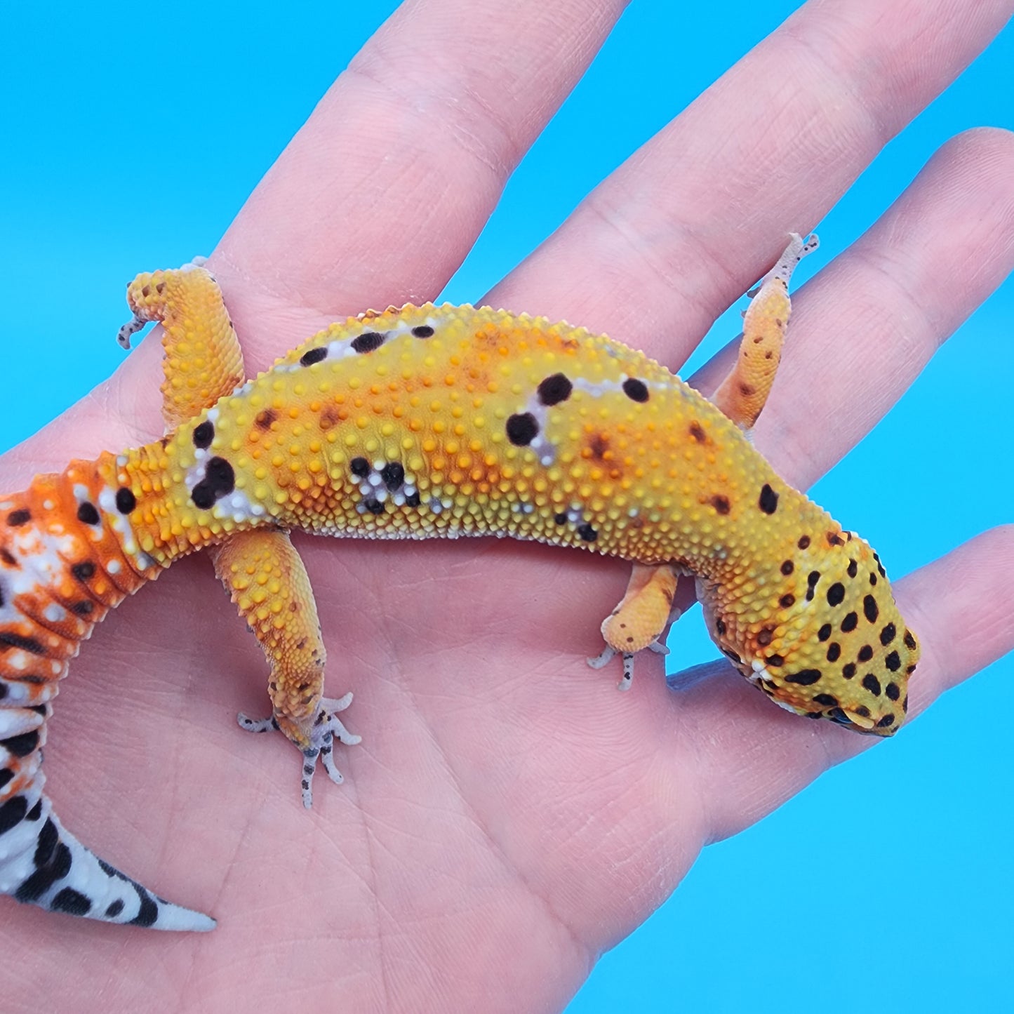 Female Clown Inferno