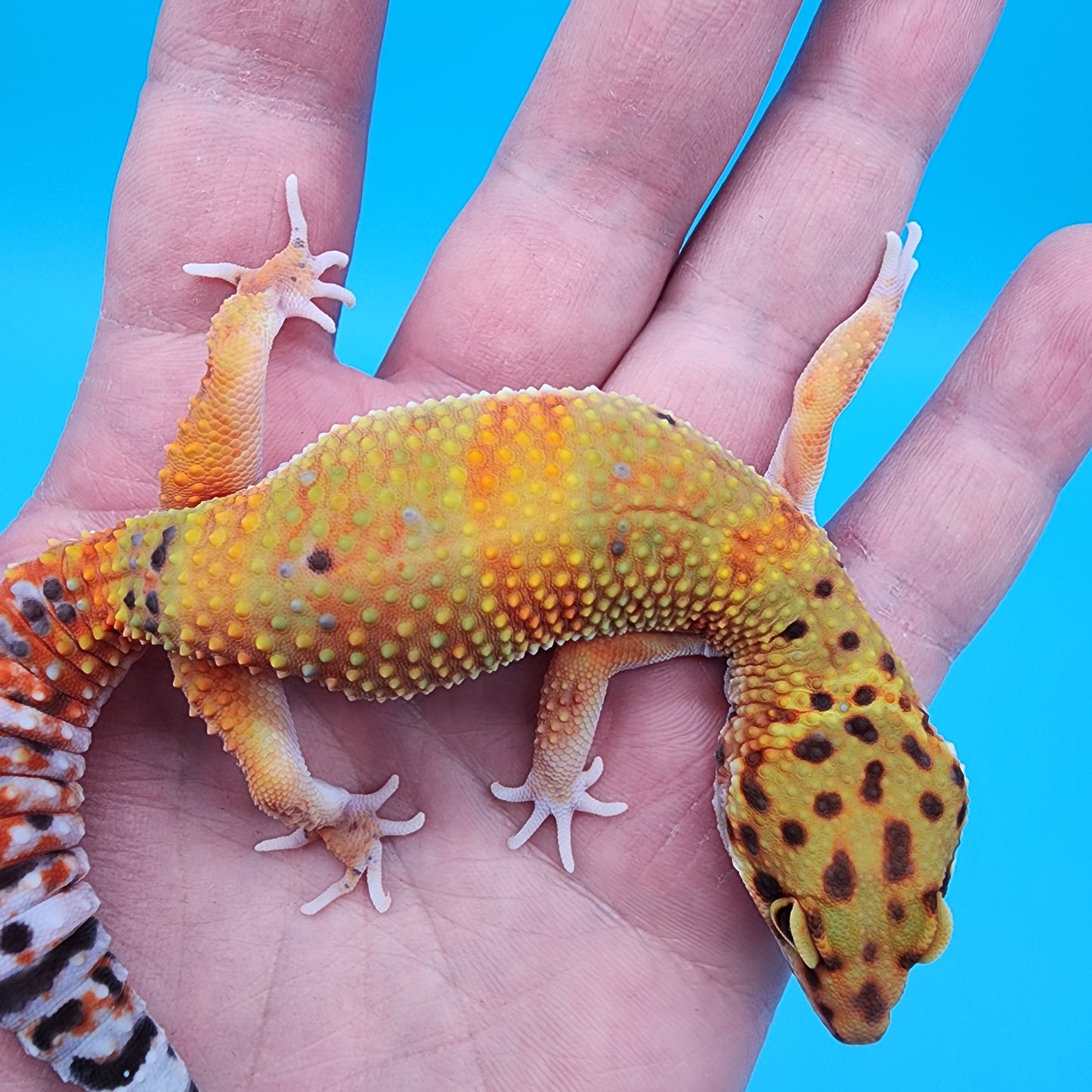 Female Super Giant Blood Emerine 100% Het RADAR