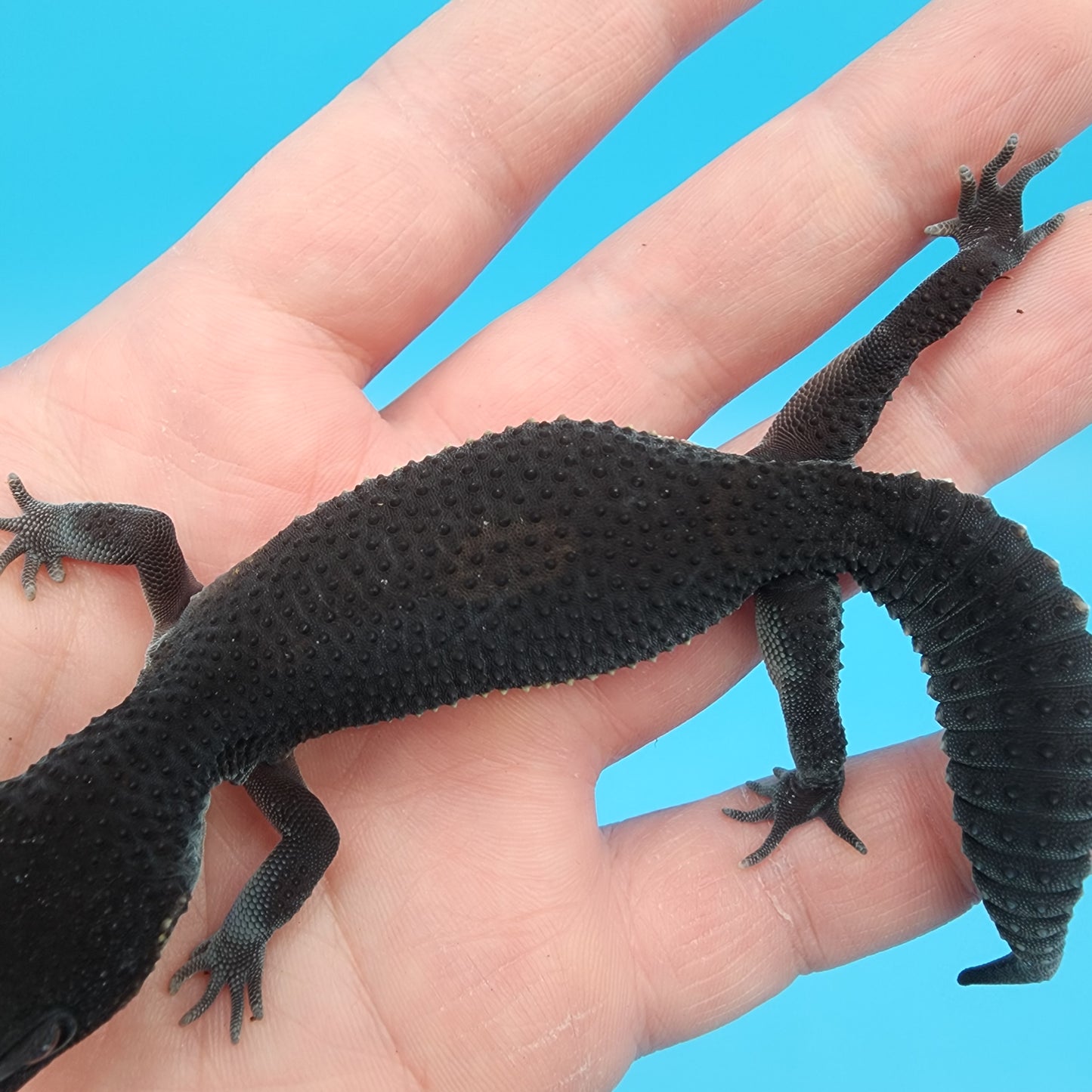 Female Black Night (S-Tier)