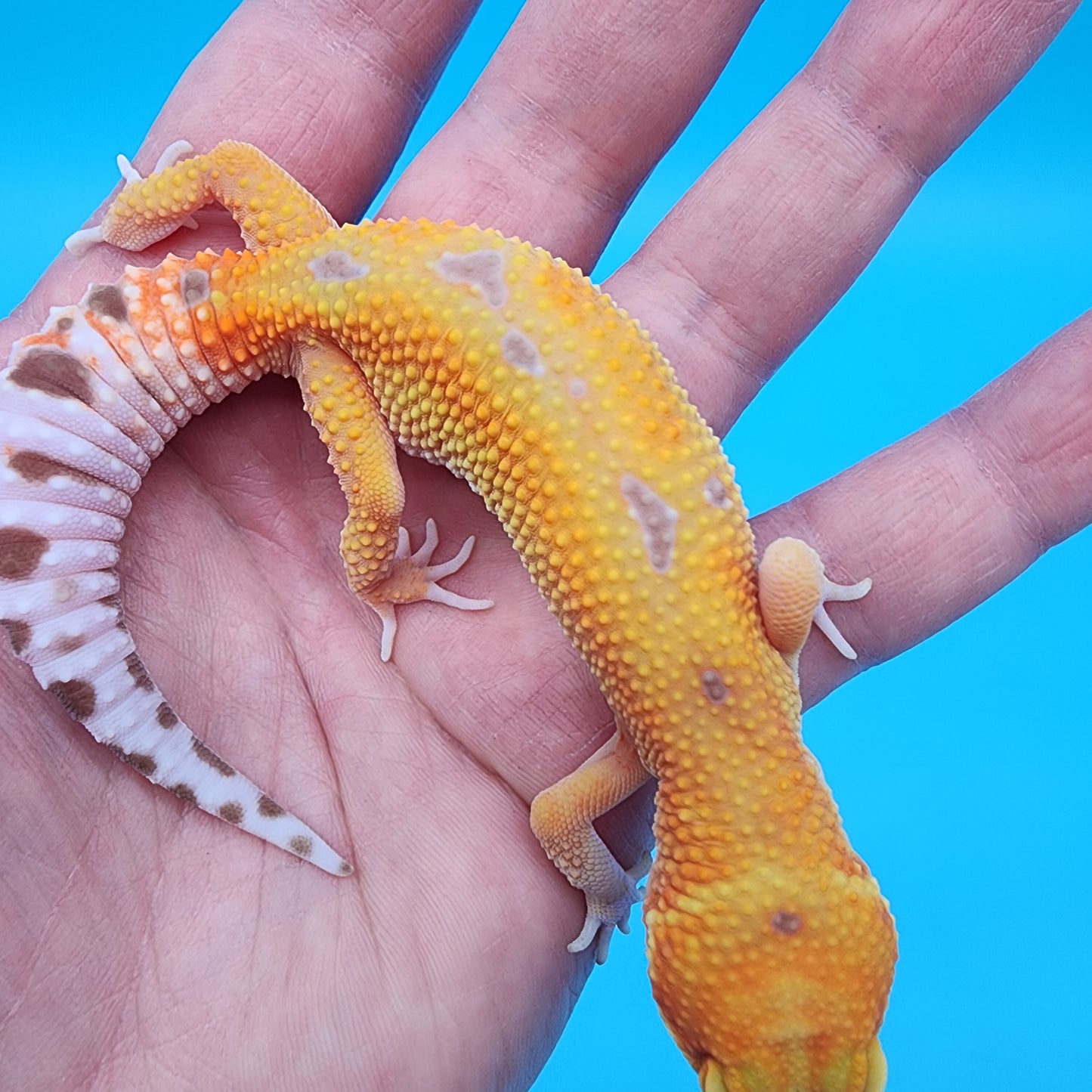 Female Mandarin Inferno Tremper Albino Emerine