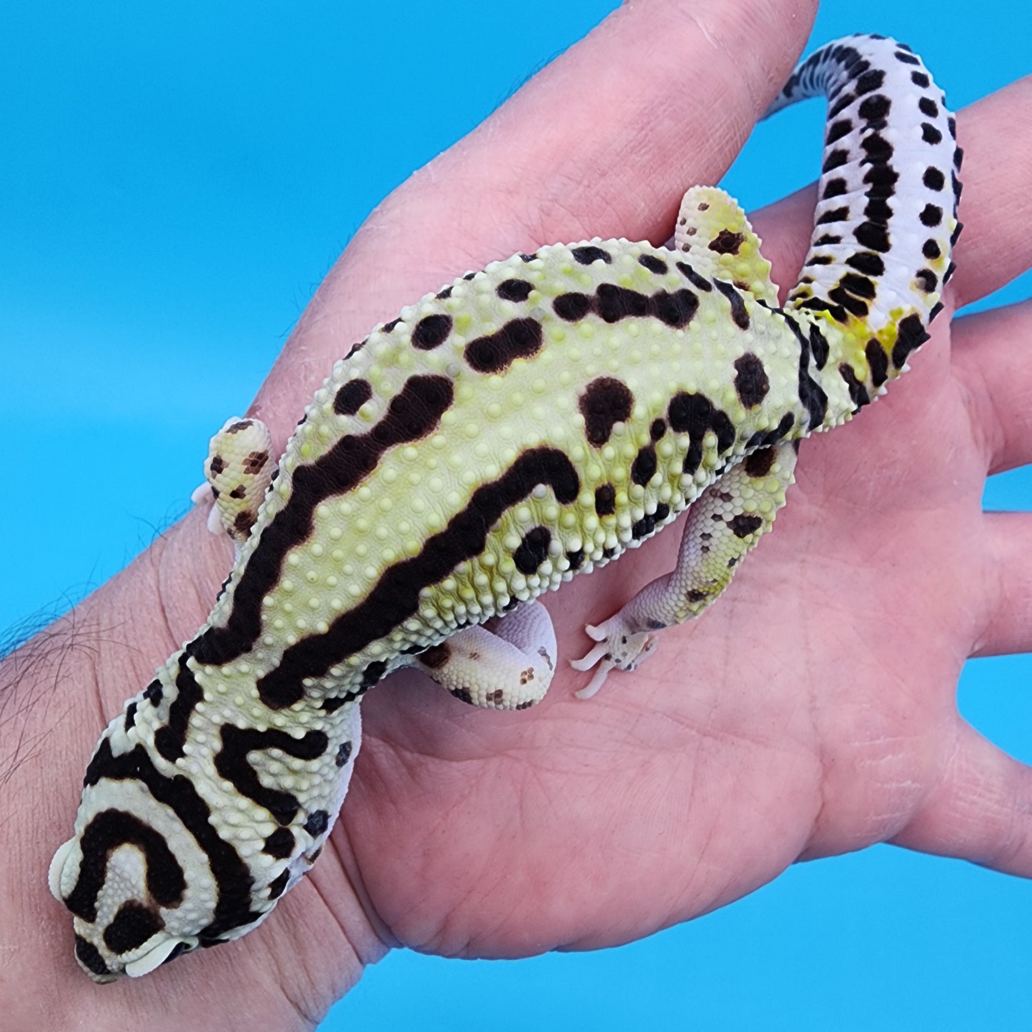 Male Hyper Xanthic Bandit (Infinity Project)