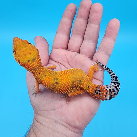 Female Giant Mandarin Inferno Blood Emerine (pet; short torso)