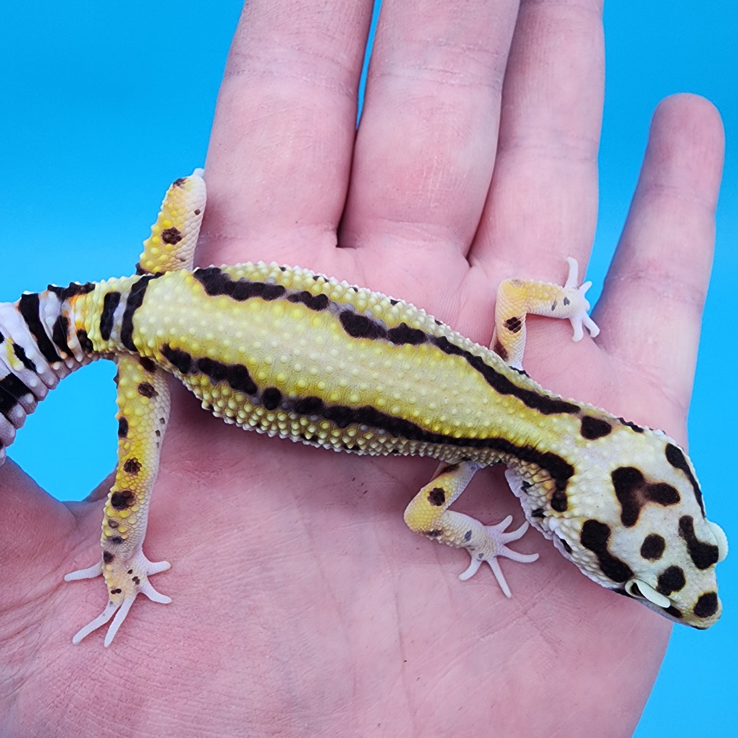 Male Hyper Xanthic Bold Stripe Bandit
