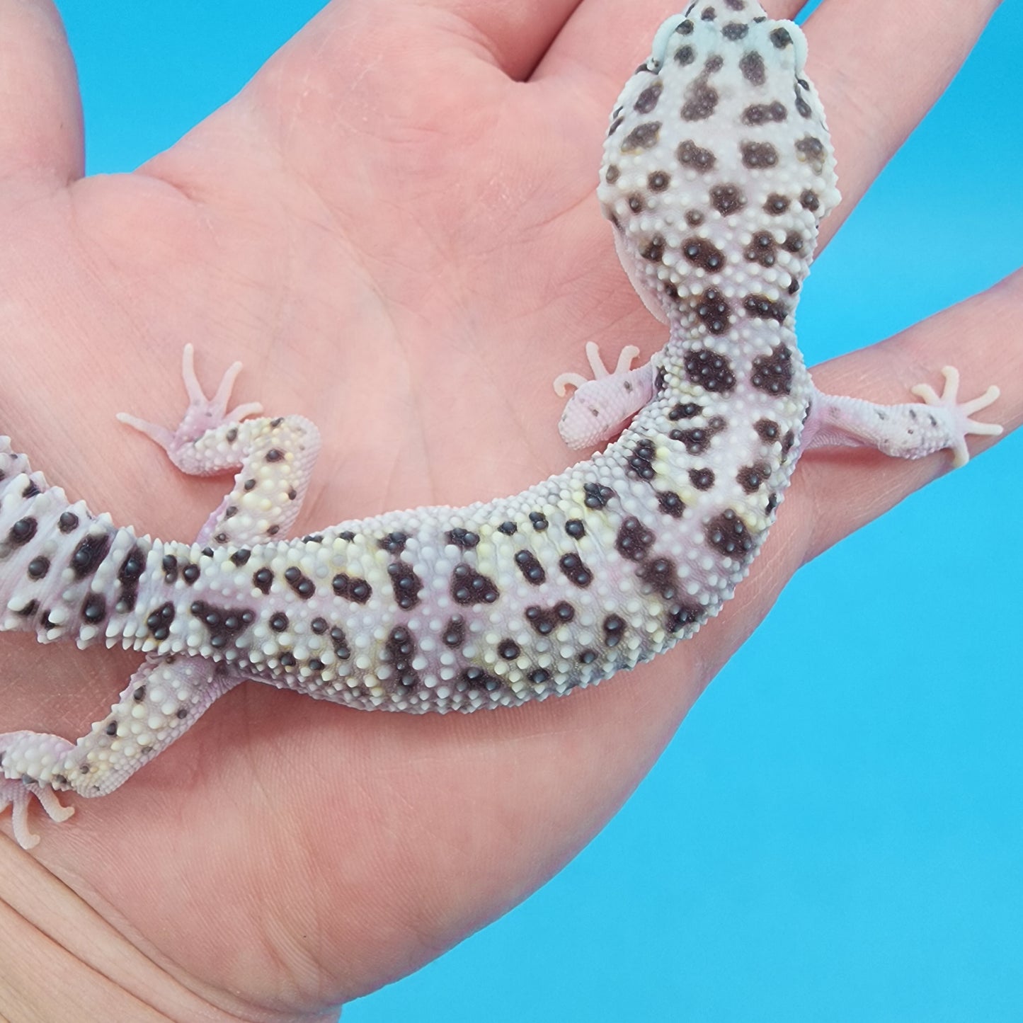 Female Fasciolatus Mack Snow Turmenicus 100% Het Eclipse