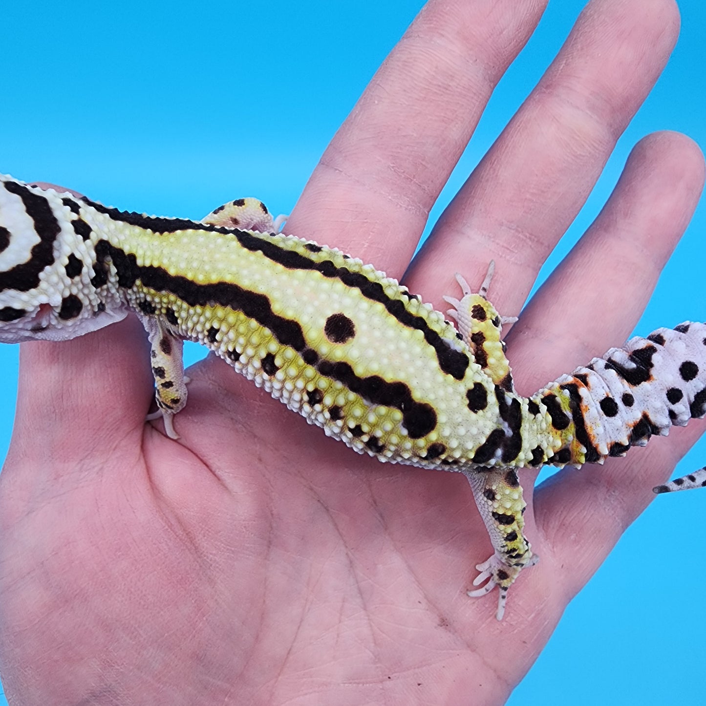 Female Hyper Xanthic Bold Stripe Bandit