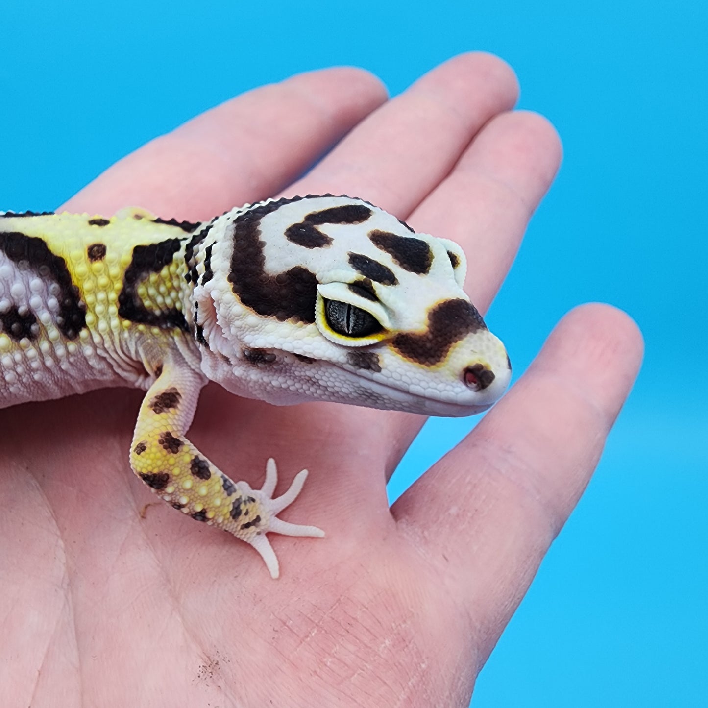 Female Hyper Xanthic Bold Bandit