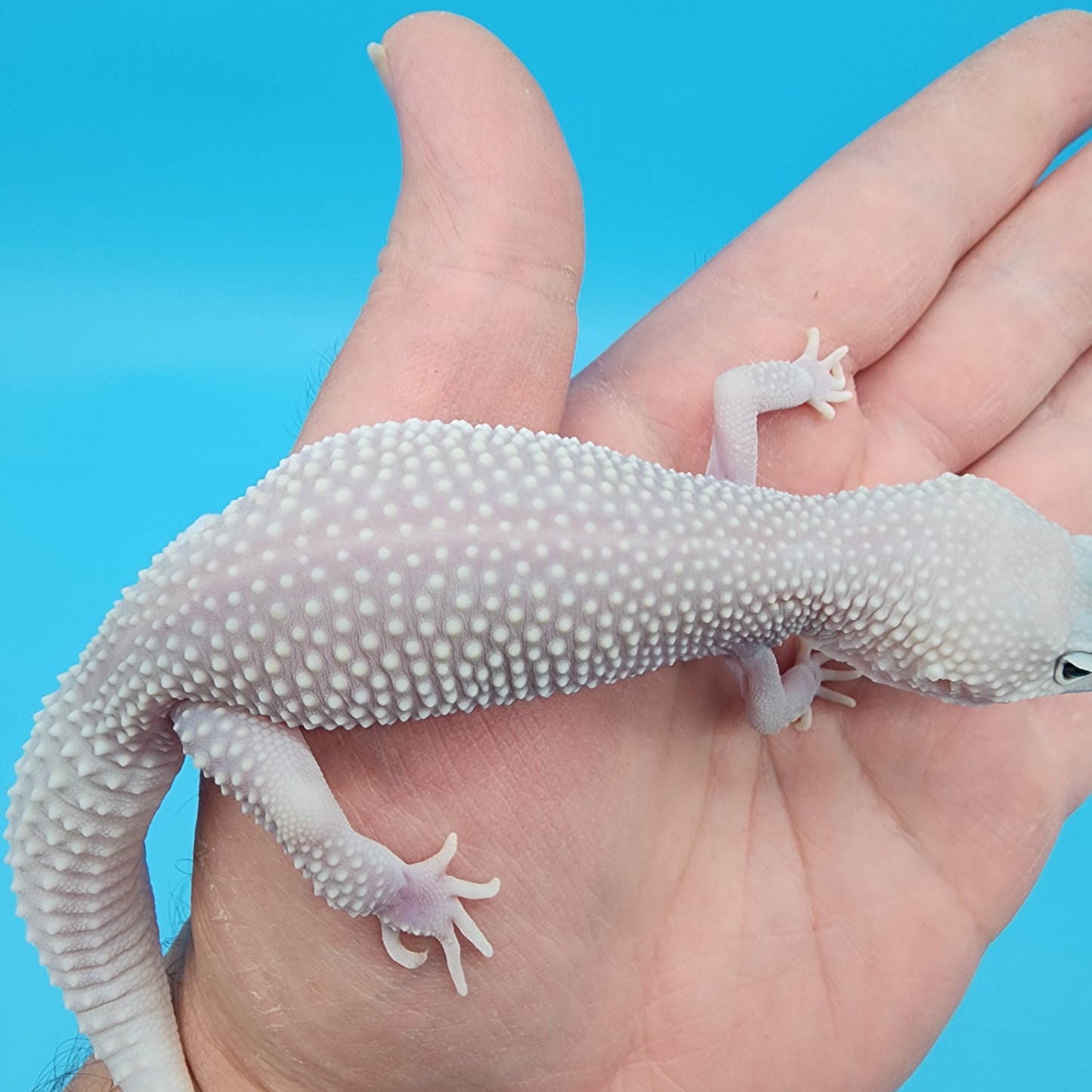 Female Afghanicus Blizzard pos Mack Snow 100% het Diablo Blanco