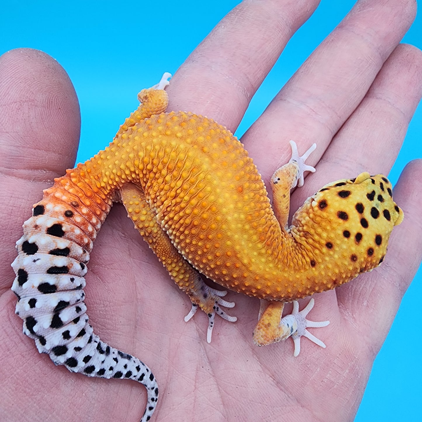 Female Mandarin Inferno Bold Eclipse 100% Het Tremper Albino