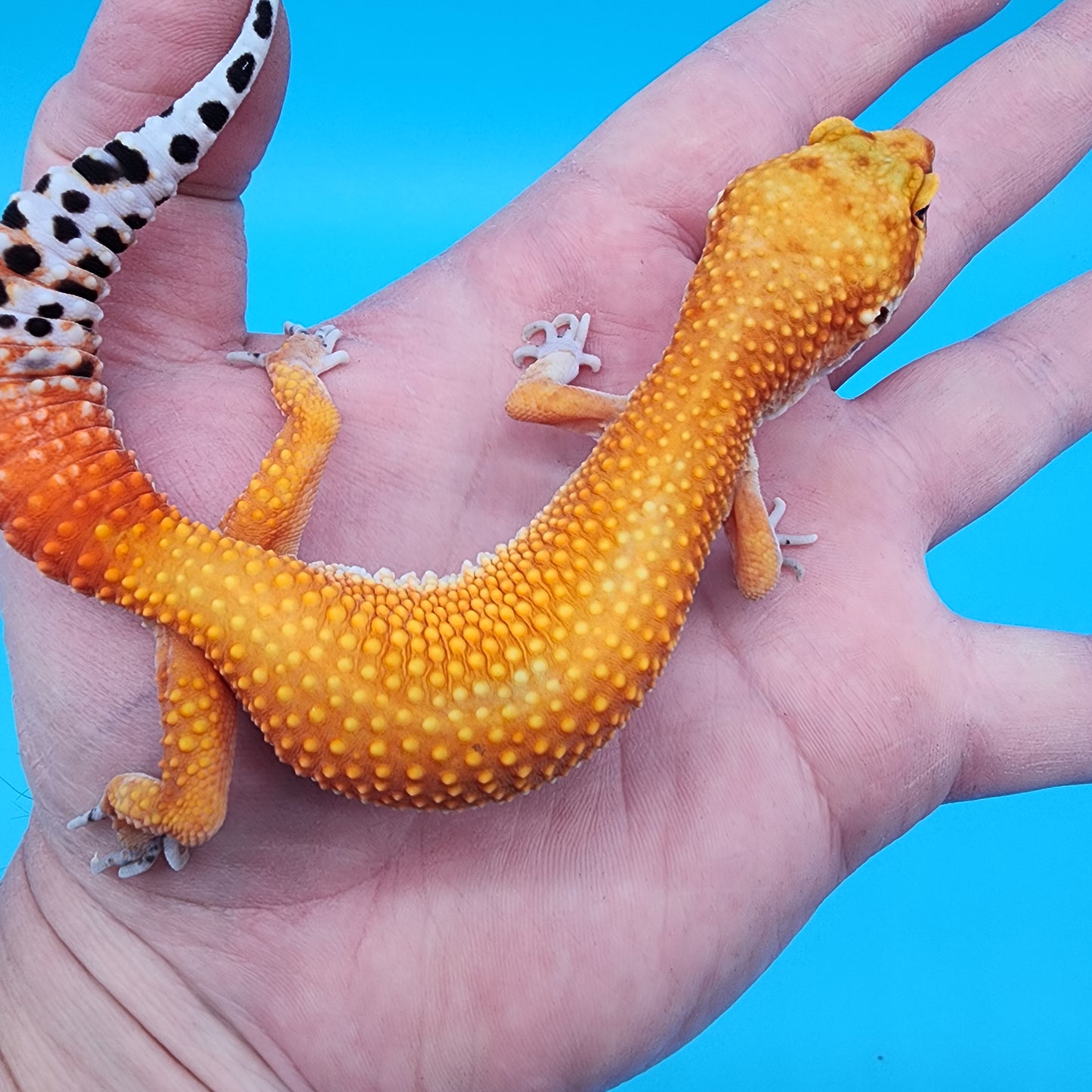 Female Red Diamond Mandarin Inferno Super Hypo