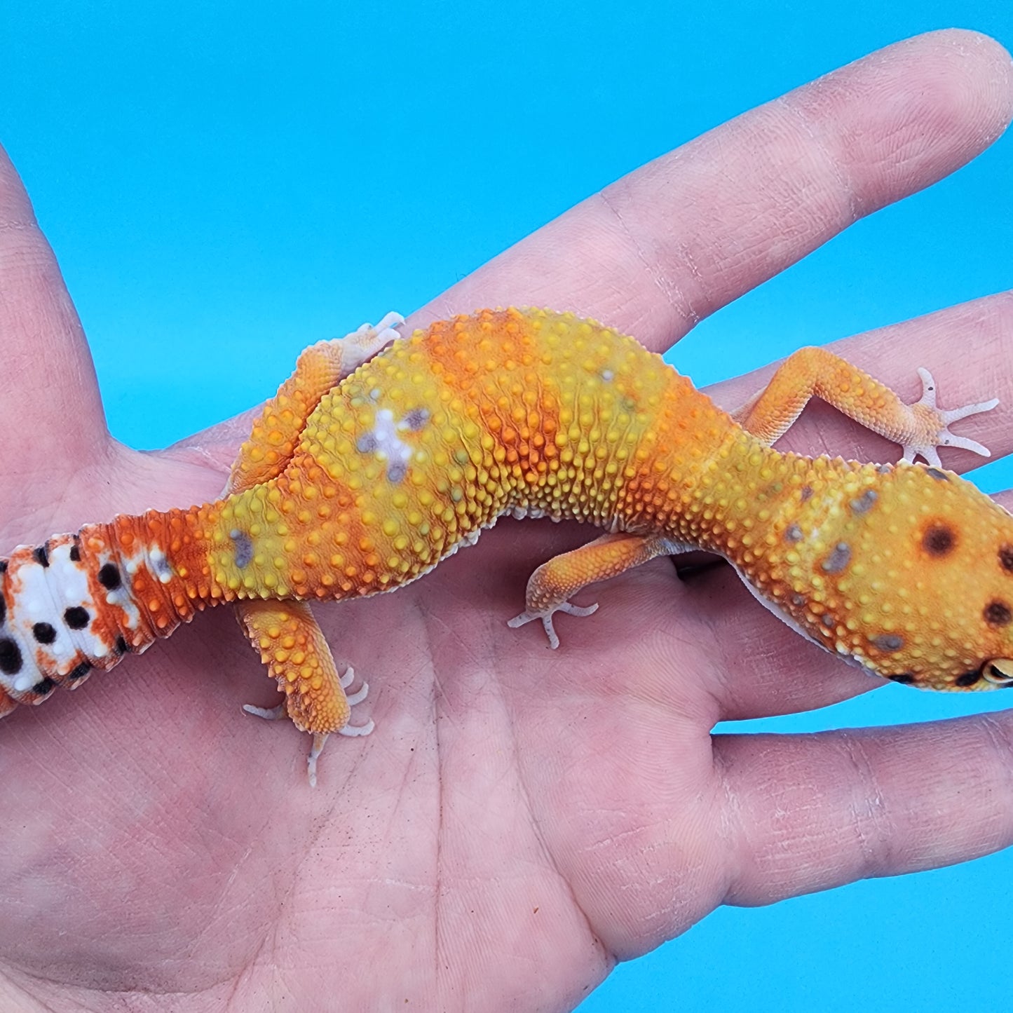 Female Mandarin Inferno Bold Emerine