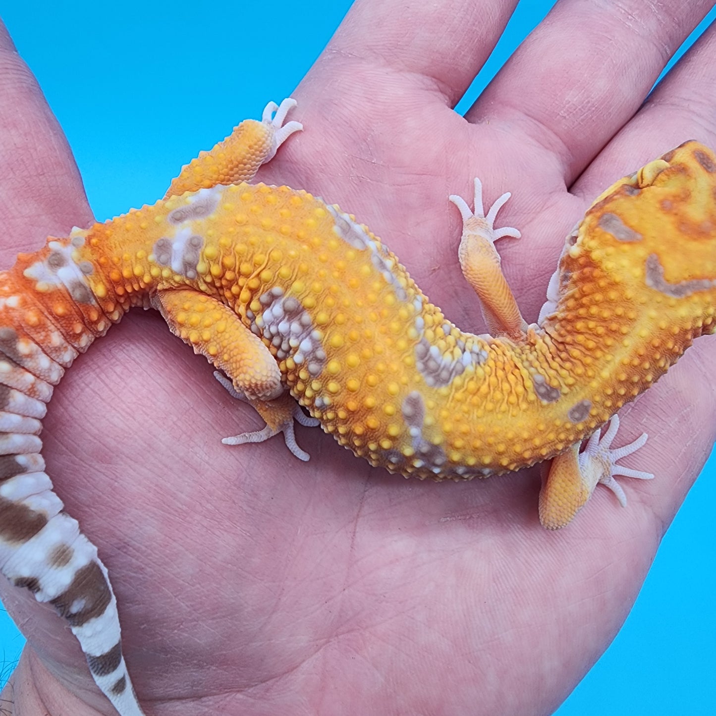 Female Mandarin Inferno Tremper Albino