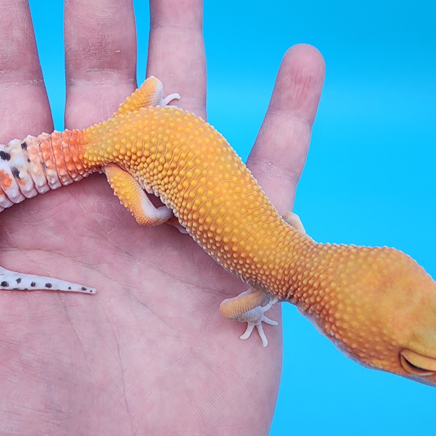 Female Mandarin Inferno Super Hypo