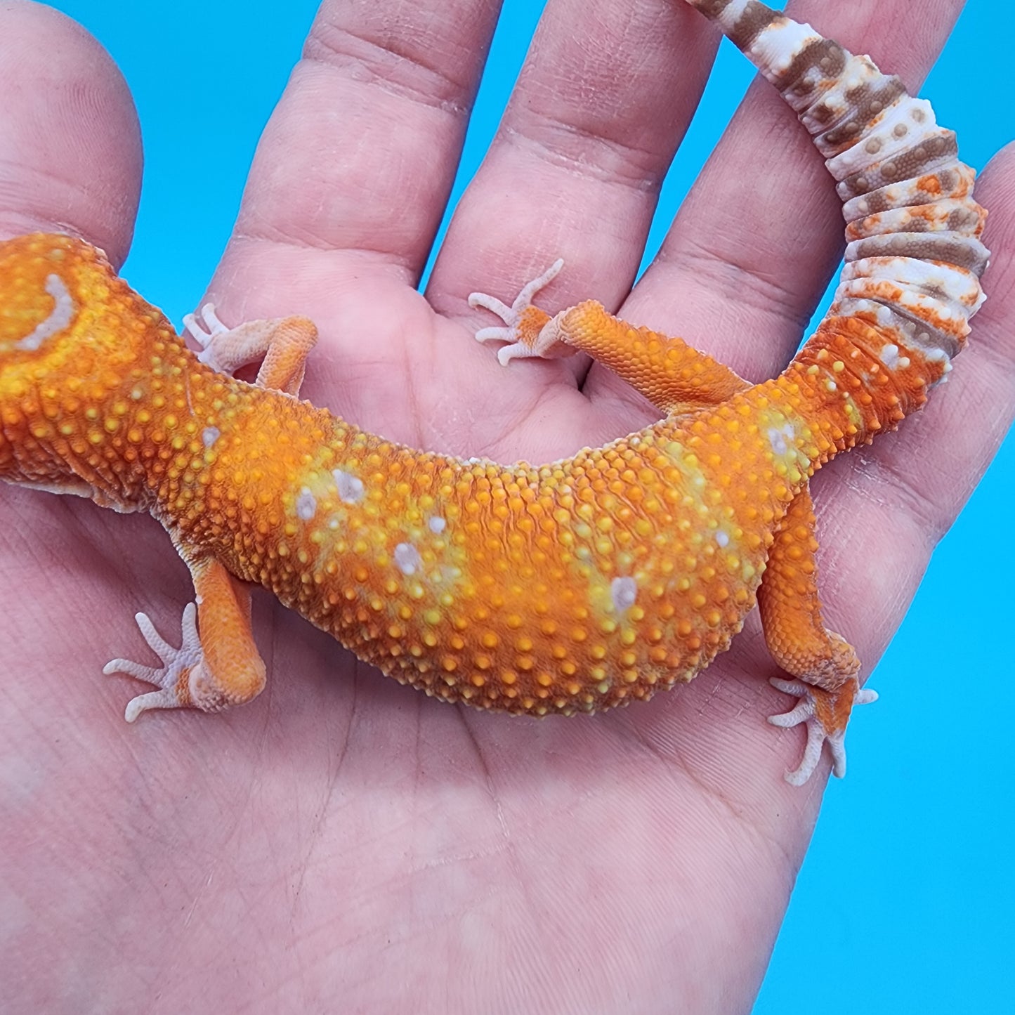 Female Mandarin Inferno Tremper Albino