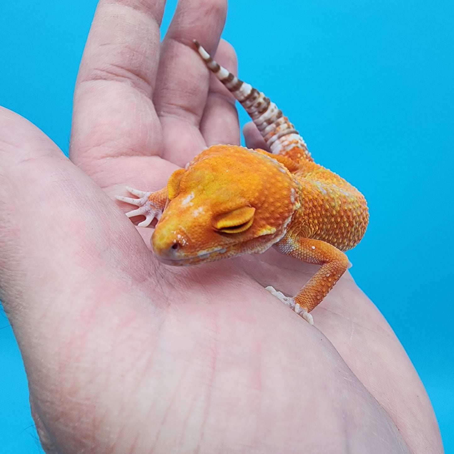 Female Mandarin Inferno Tremper Albino