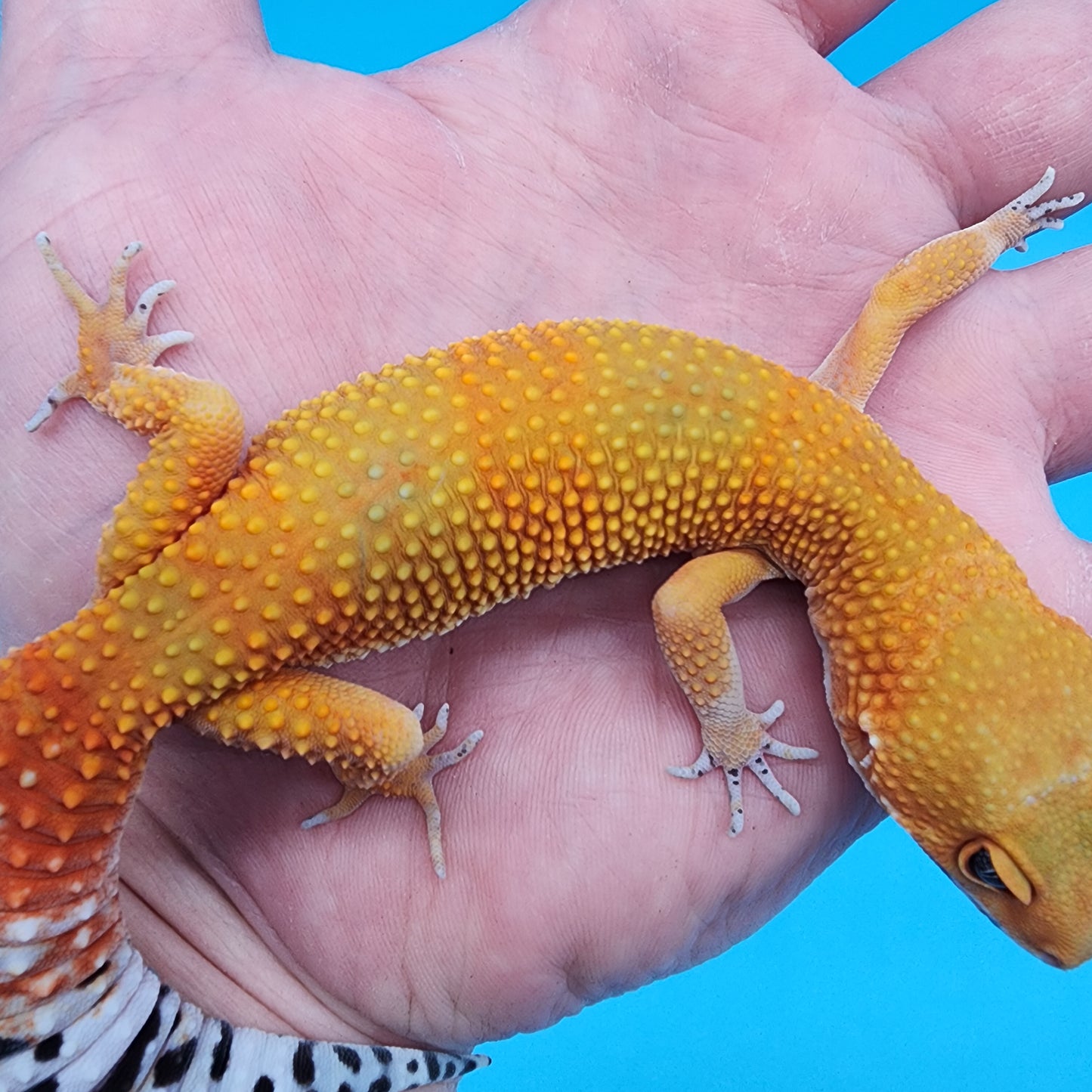 Female Super Giant Super Hypo Blood Emerine