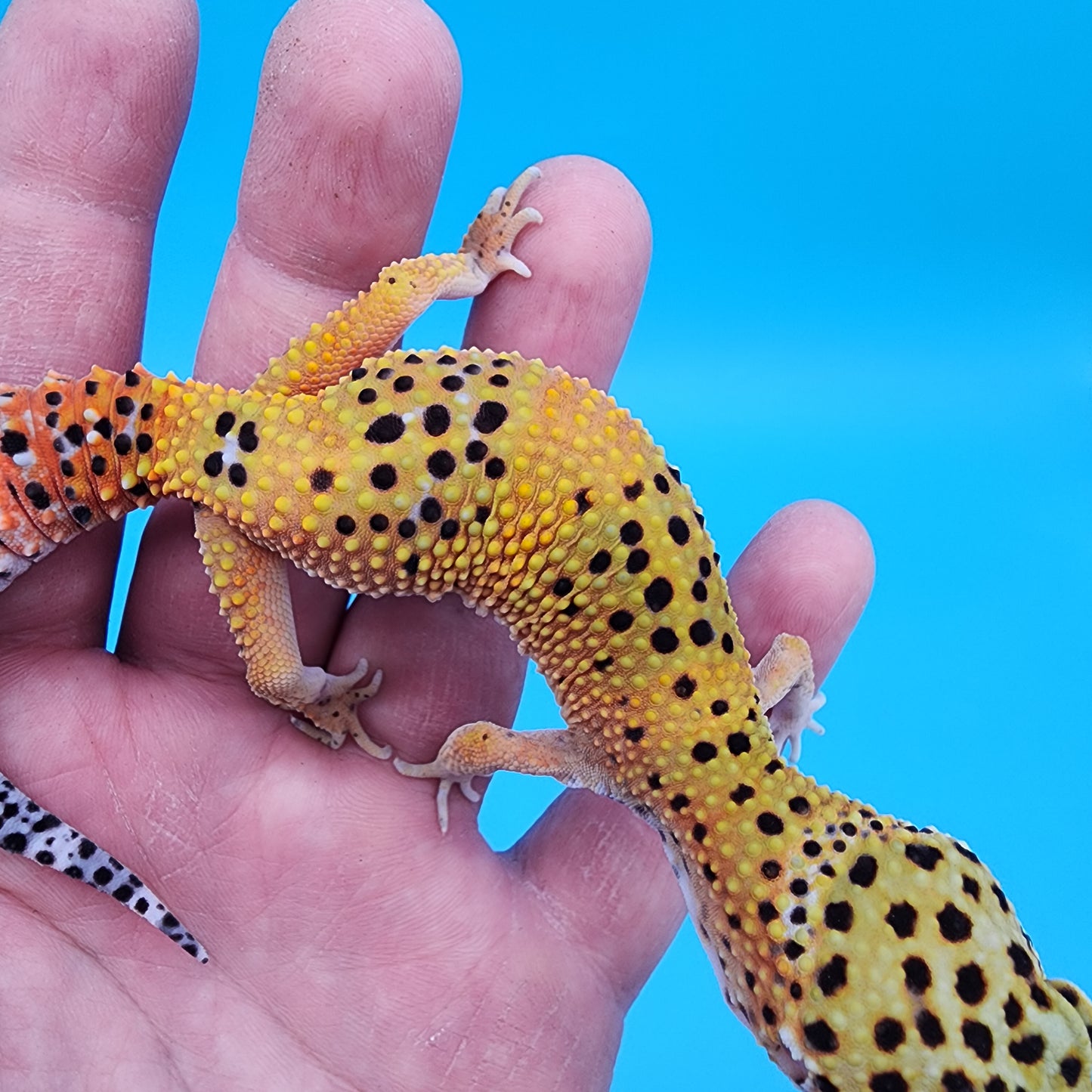 Male Giant Blood Bold Emerine