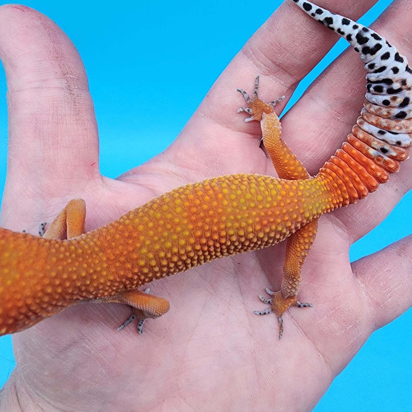 Female Mandarin Inferno Super Hypo