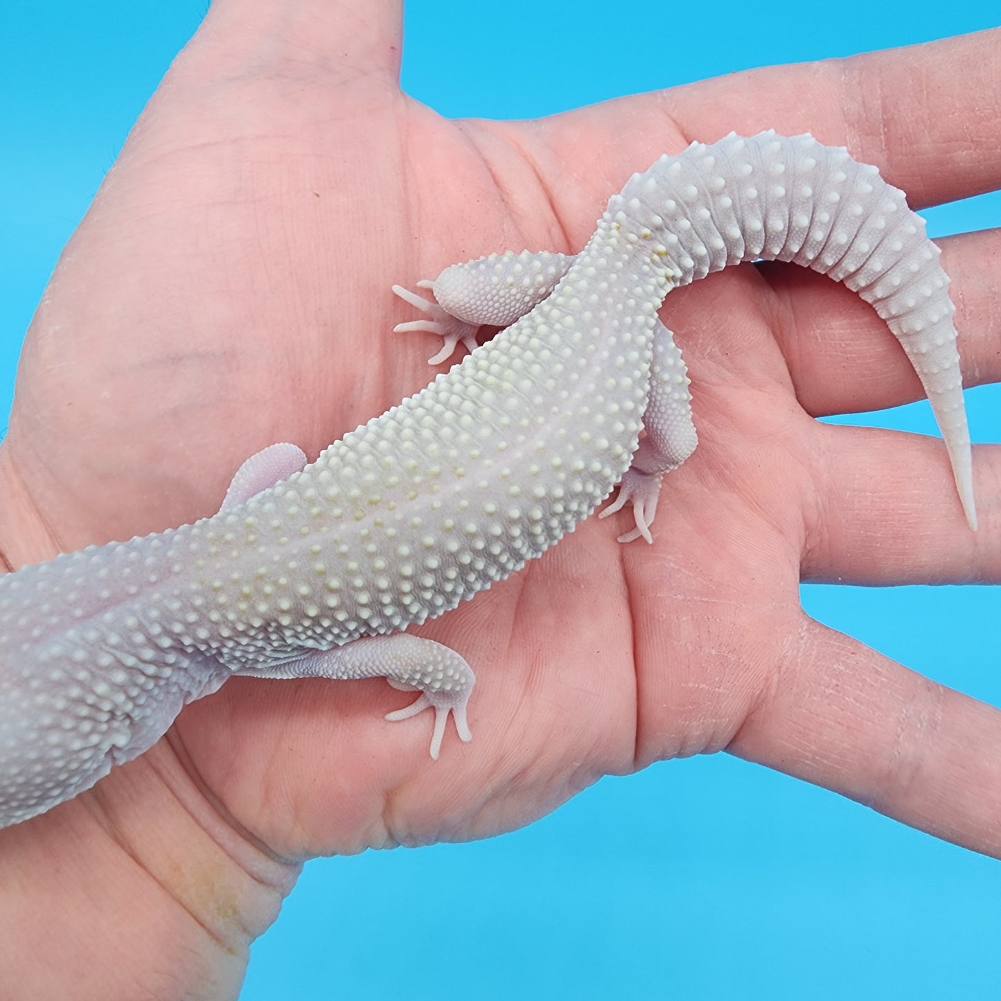 Female Afghanicus Blizzard 100% het Diablo Blanco