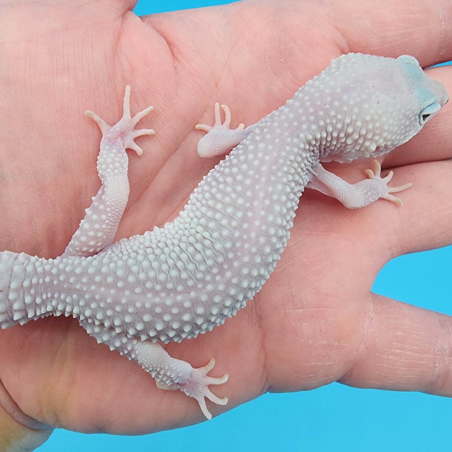 Female Afghanicus Blizzard 100% het Diablo Blanco