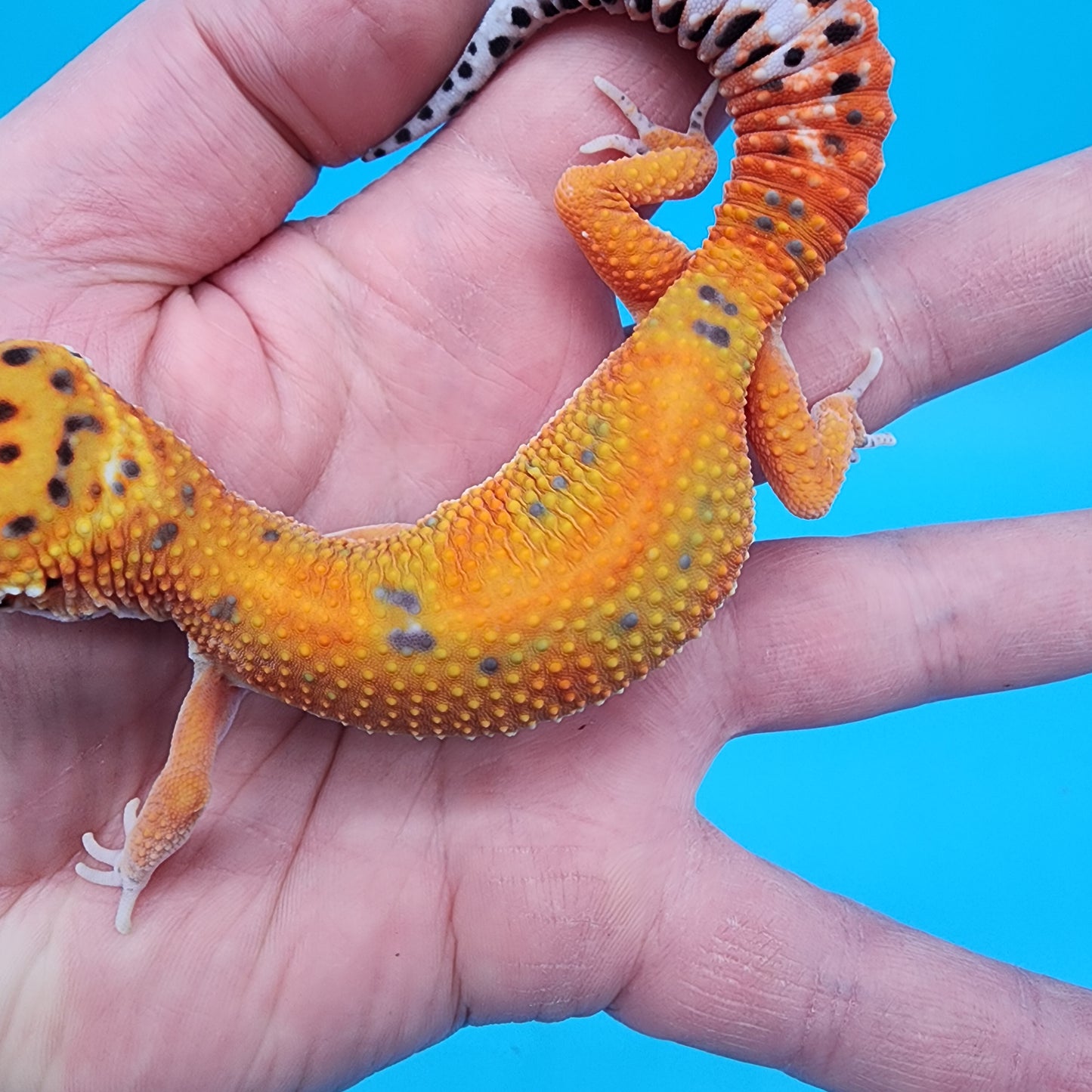 Female Clown Inferno