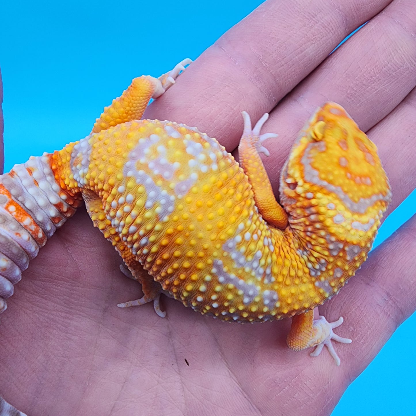Female Mandarin Inferno Tremper Albino