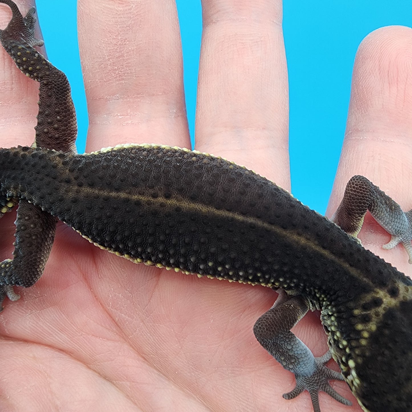 Female Black Night (S-Tier)