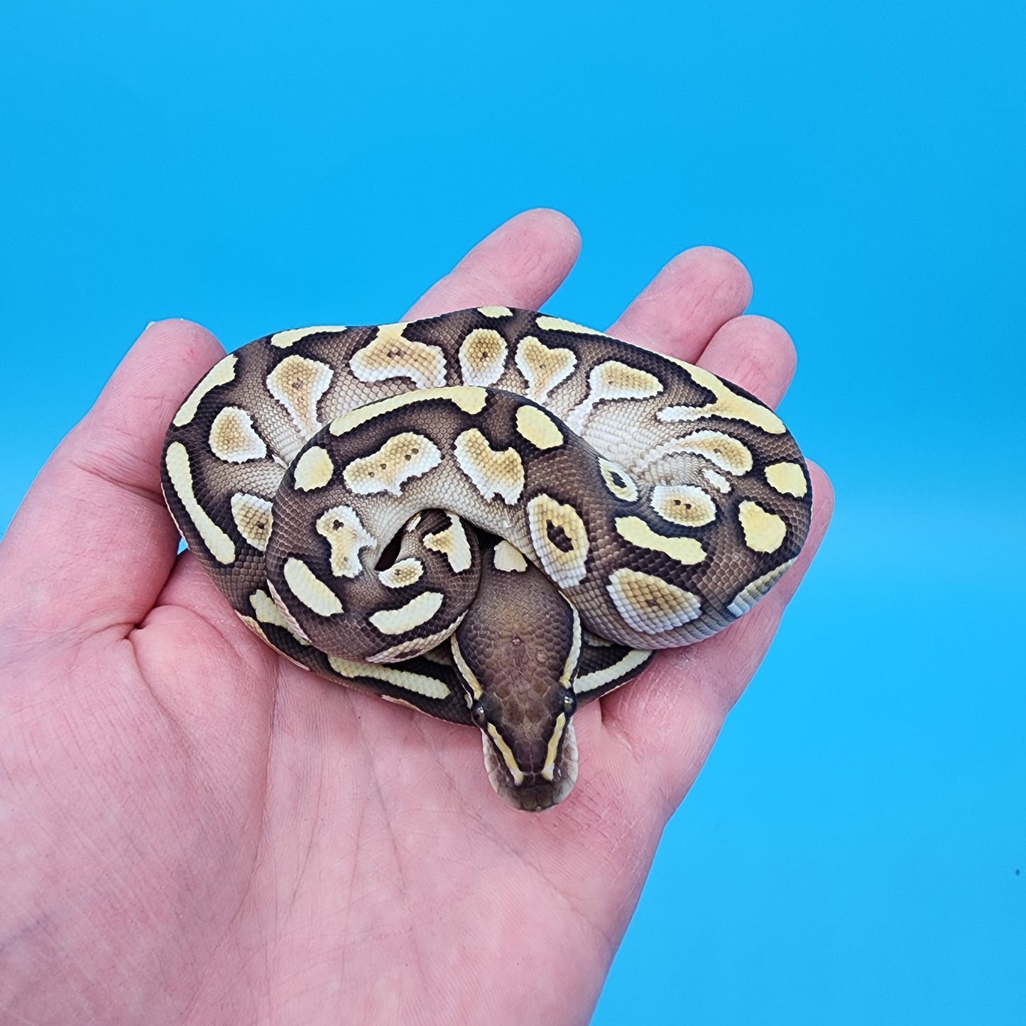 Male Butter 100% het Hypo 50% het Puzzle