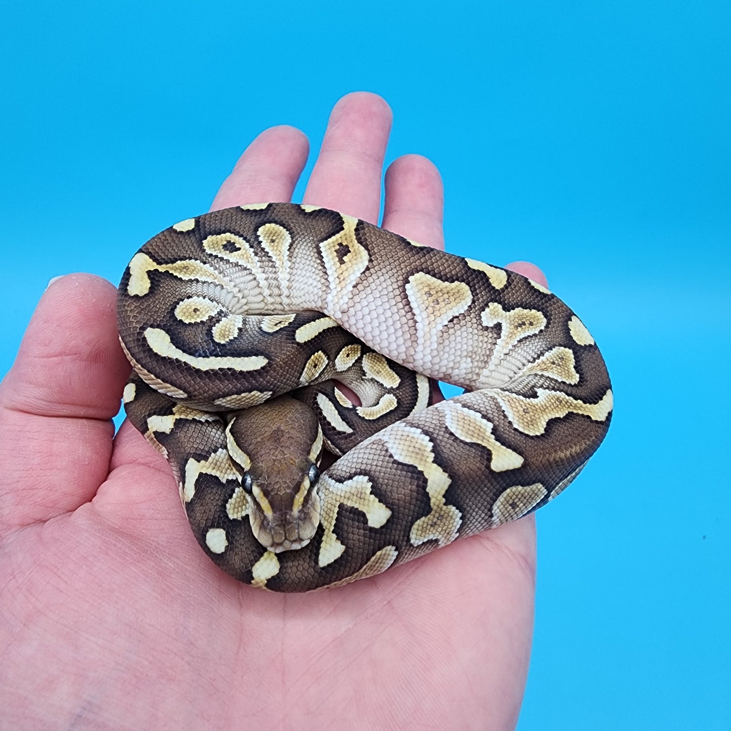 Male Butter het Hypo 50% het puzzle