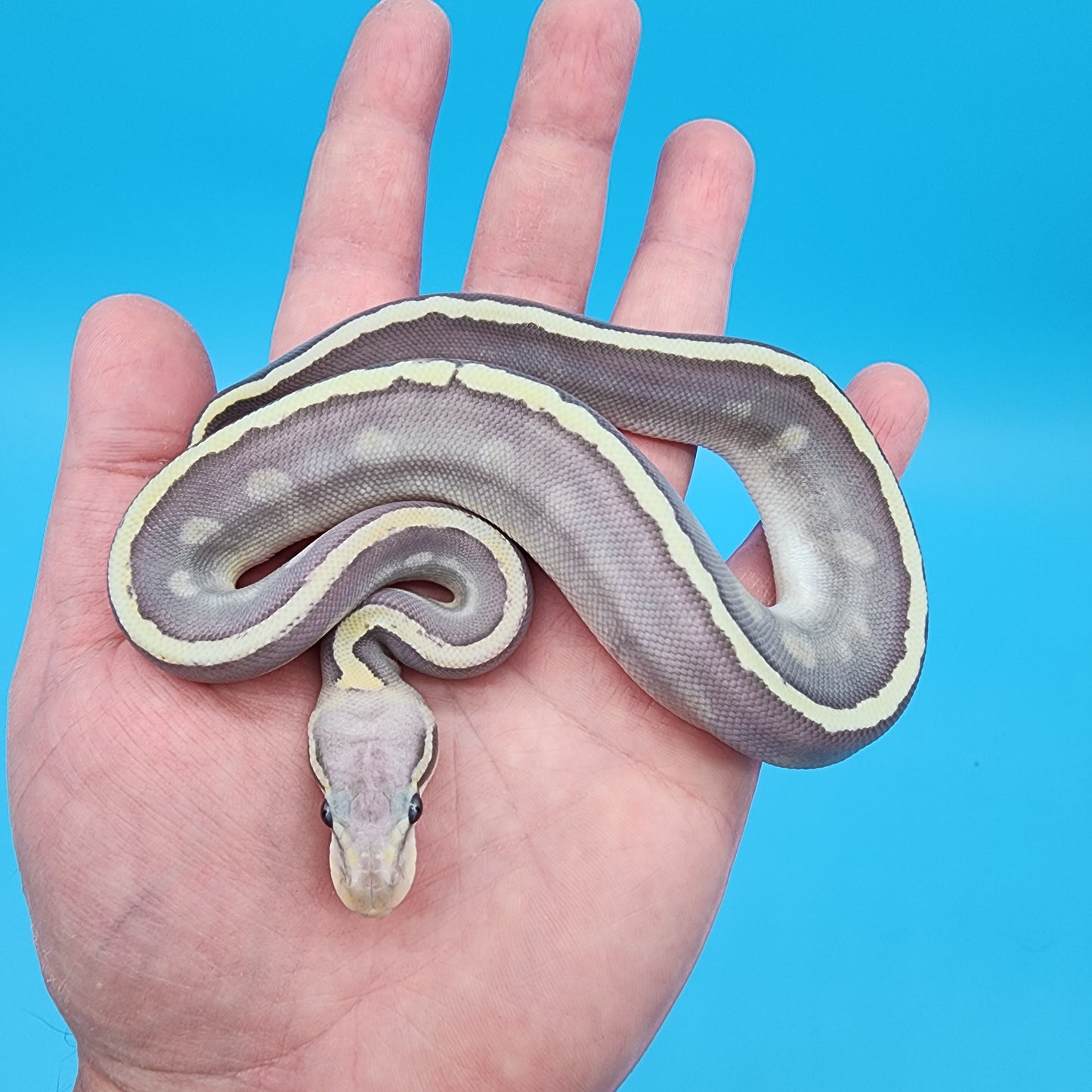 Female Mojave GHI Fire Hypo