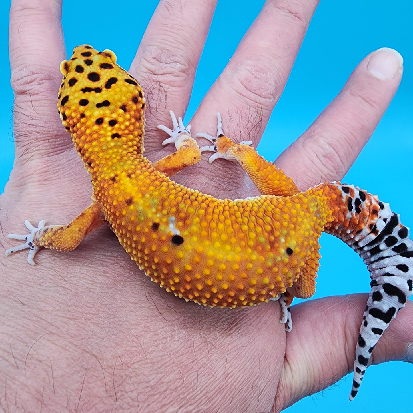 Female Mandarin Inferno 100% Het Tremper Albino