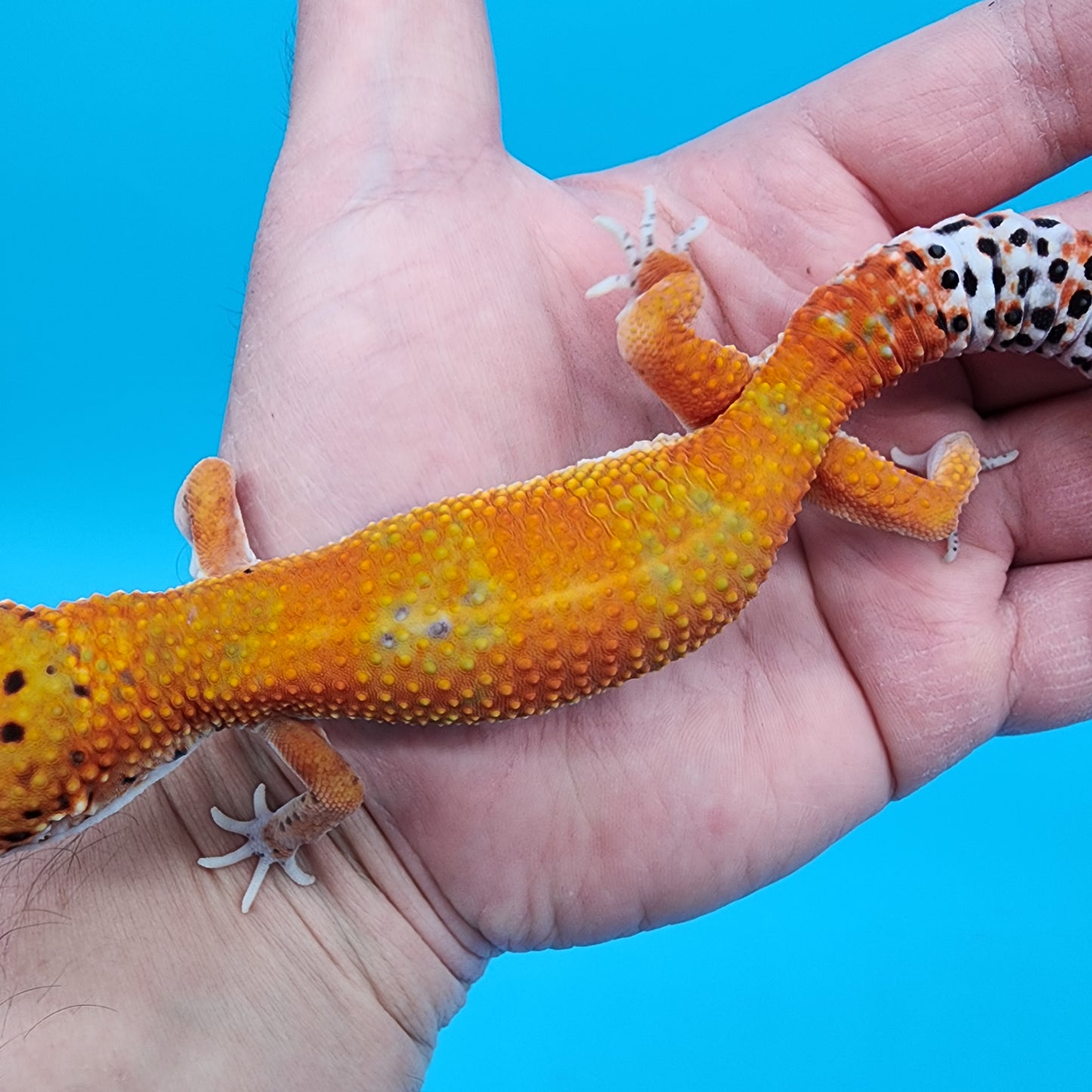 Male Mandarin Inferno Emerine