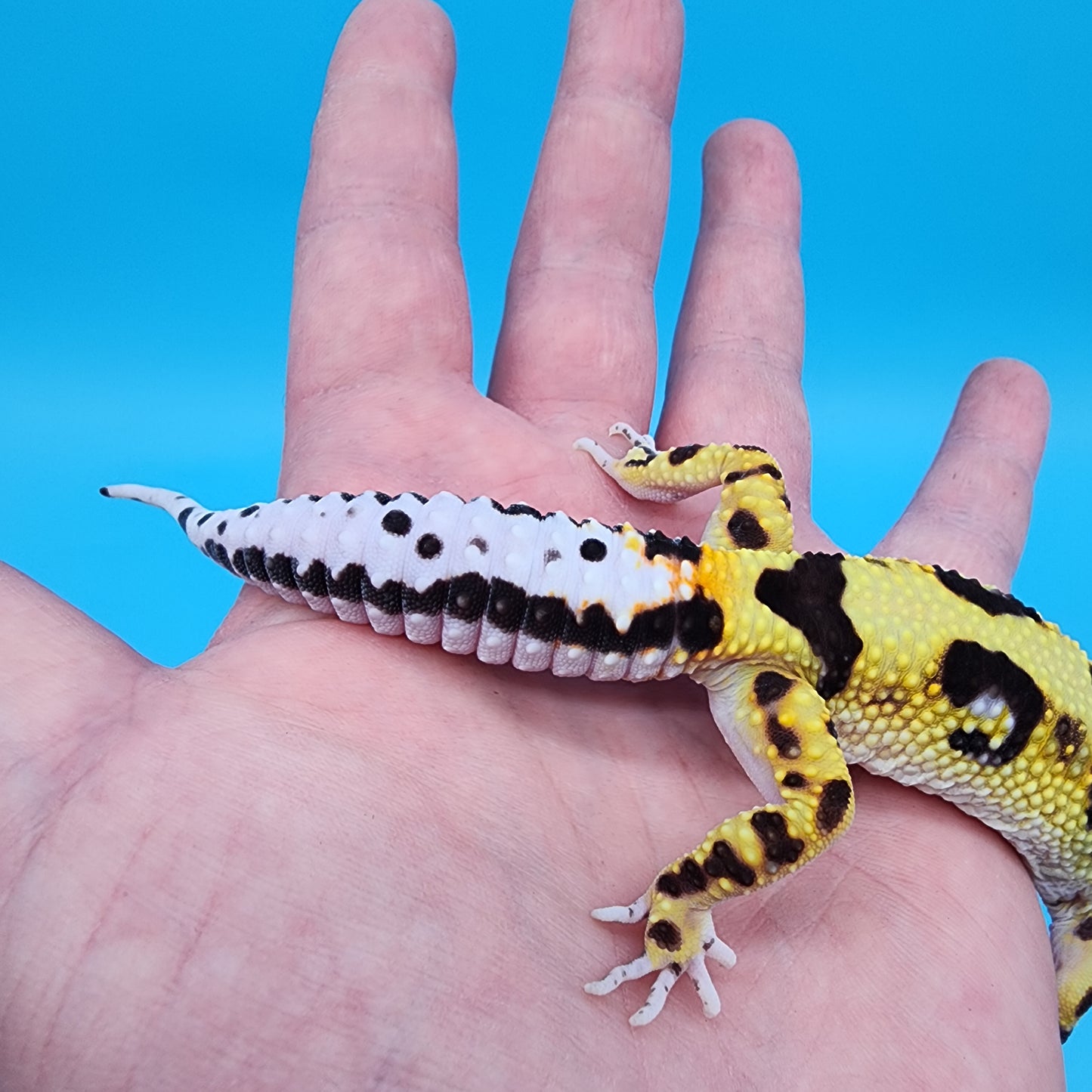 Female Hyper Xanthic Bold Halloween Mask Bandit