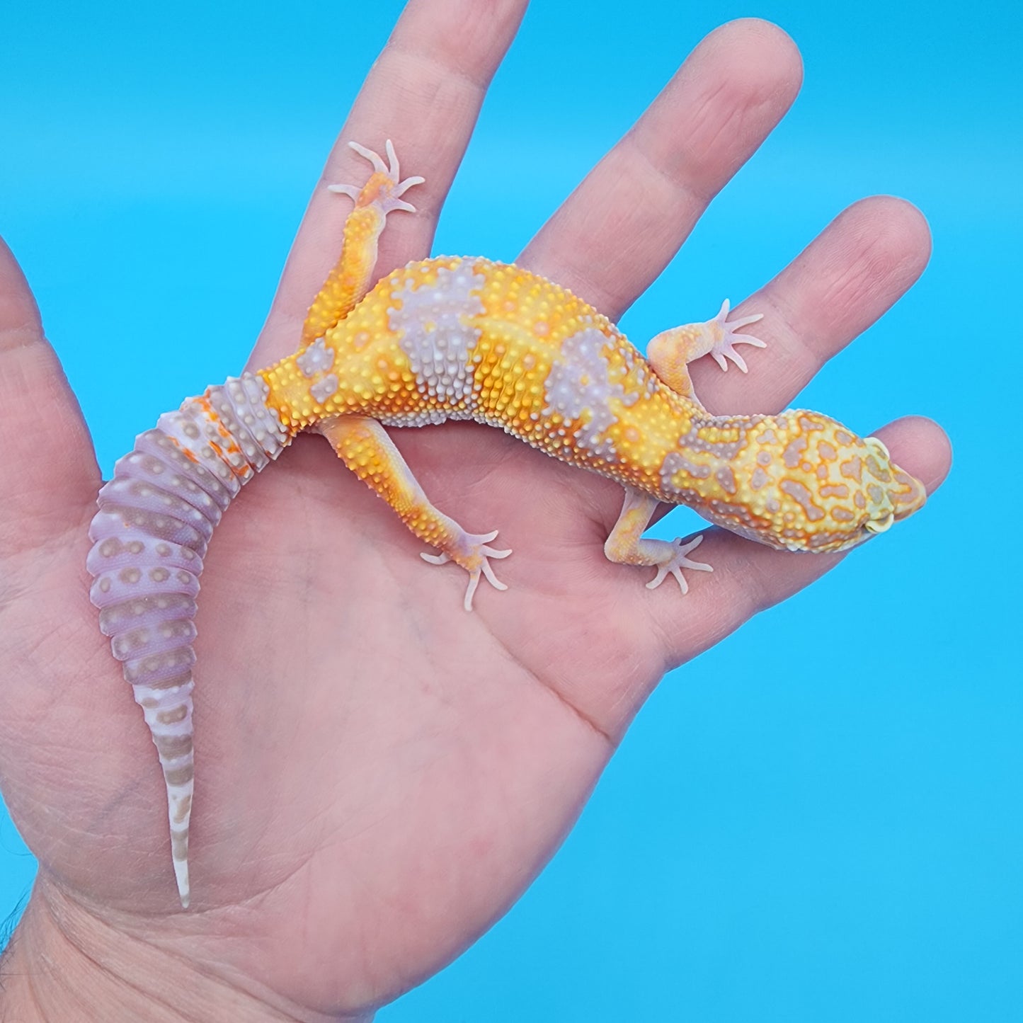 Female Giant Mandarin Blood Clown Tremper Albino