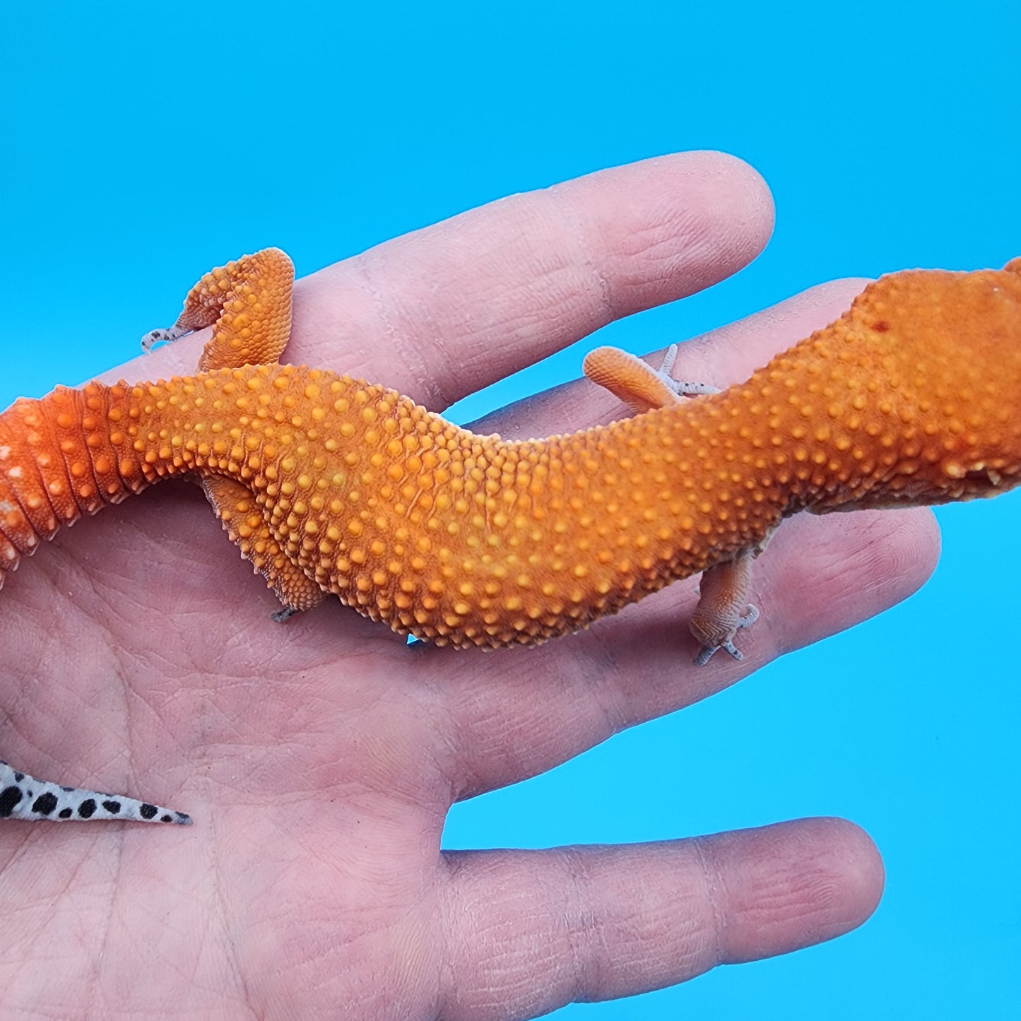 Female Super Hypo Mandarin Inferno