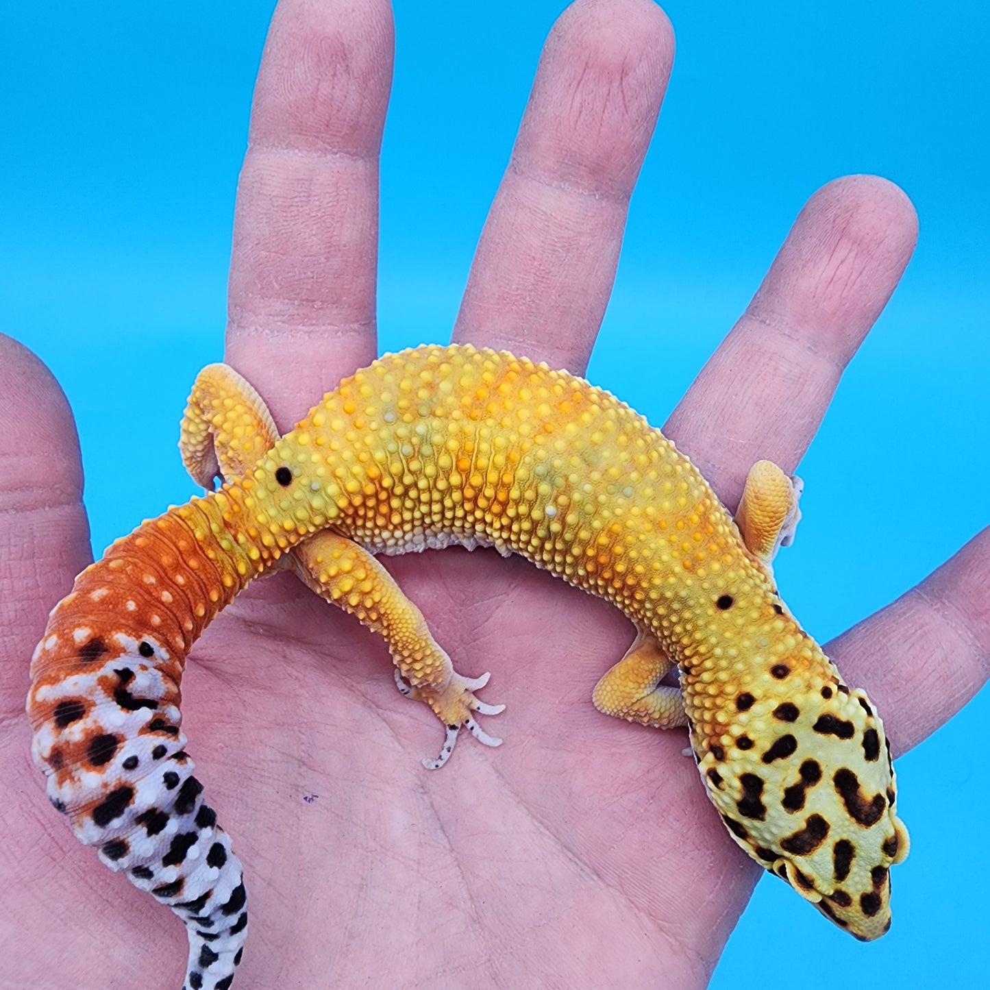 Male Hypo Red Diamond Mandarin Inferno Emerine