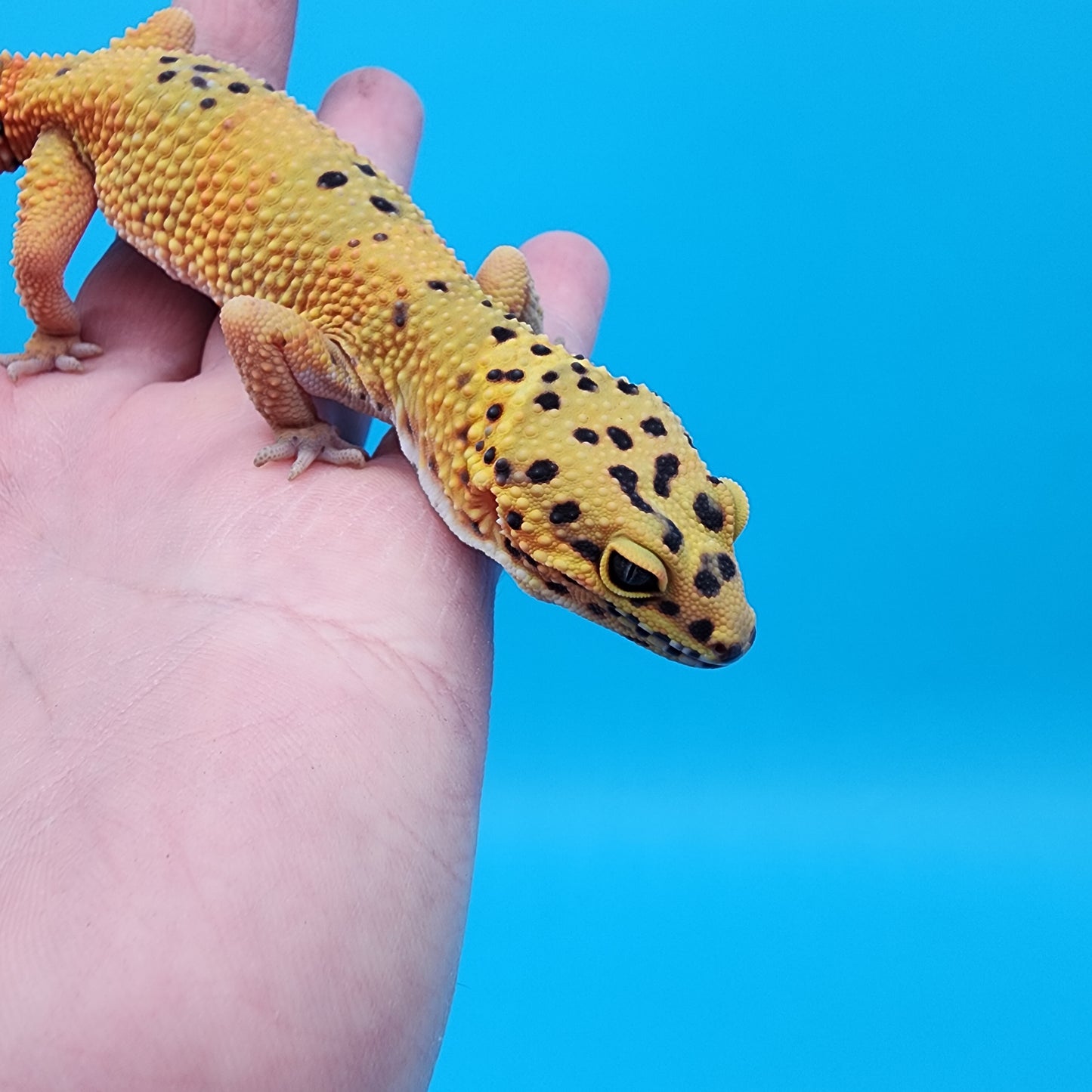 Female Cheetah
