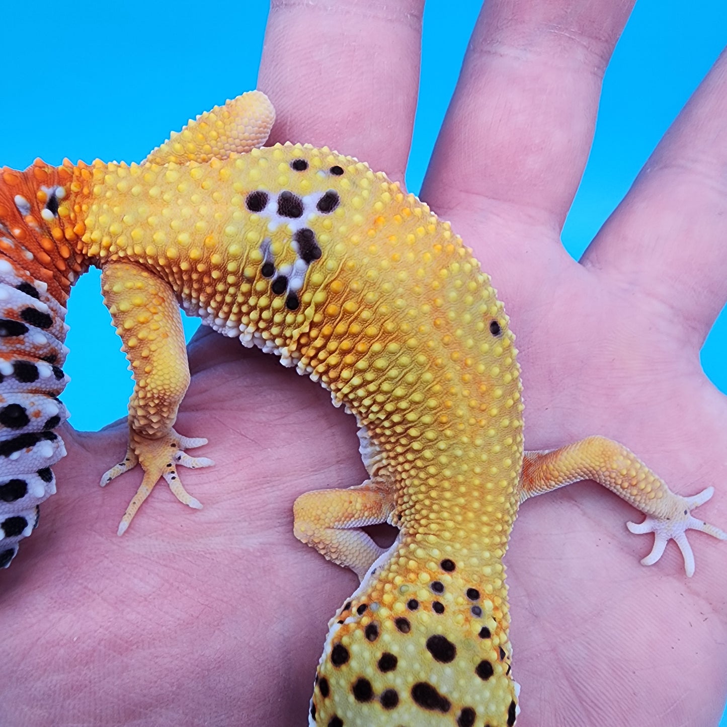 Female Giant Blood Bold