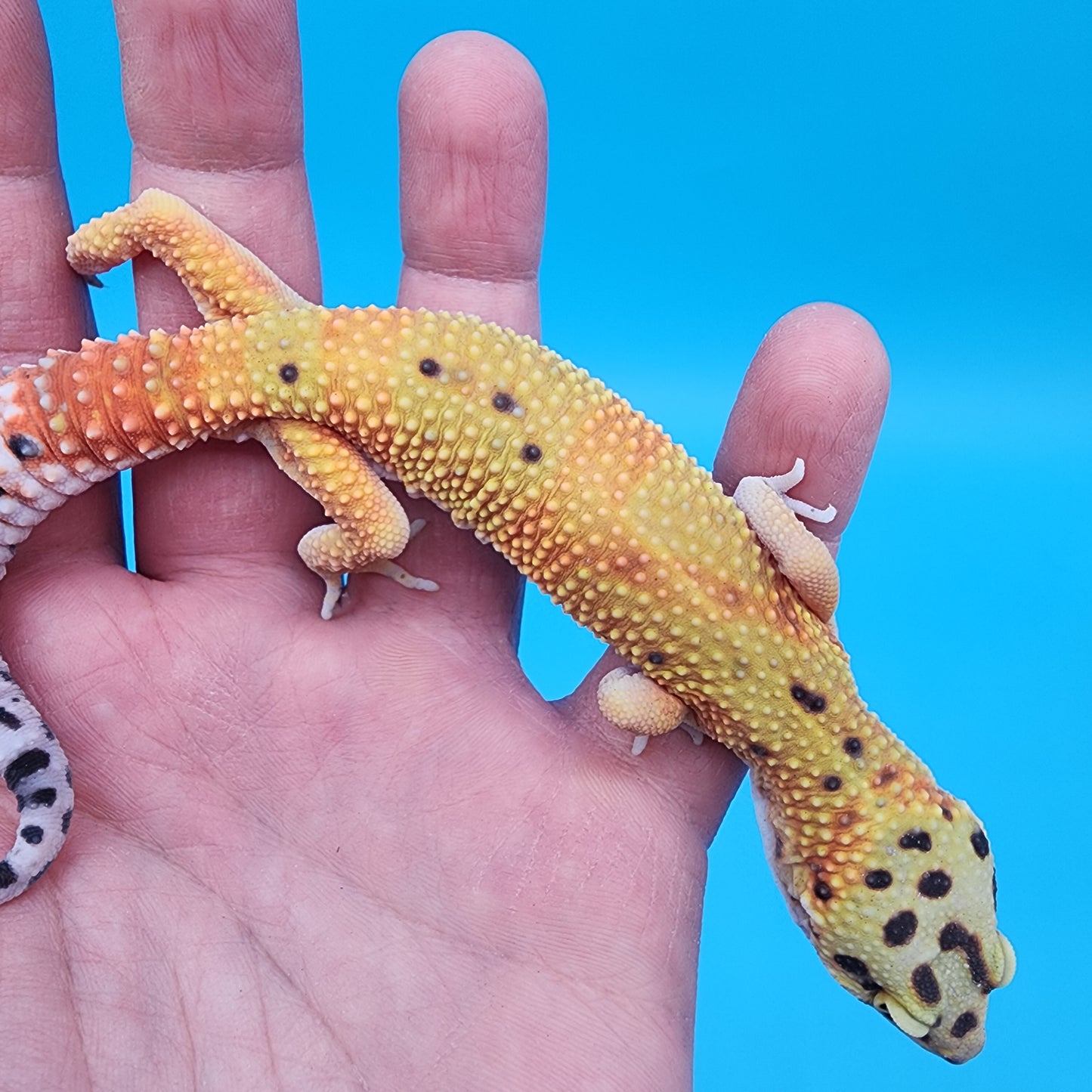 Male Super Giant Mandarin Blood Emerine 100% Het Tremper Albino