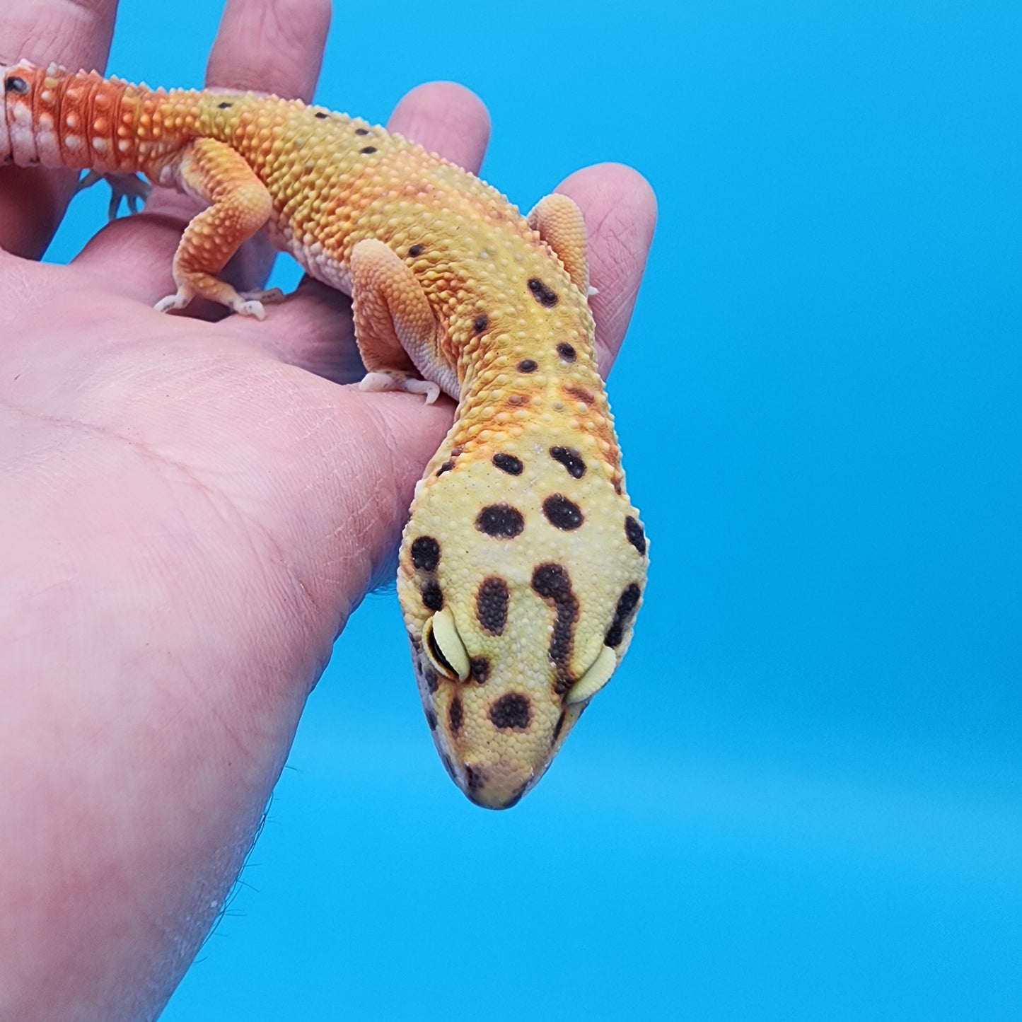 Male Super Giant Mandarin Blood Emerine 100% Het Tremper Albino