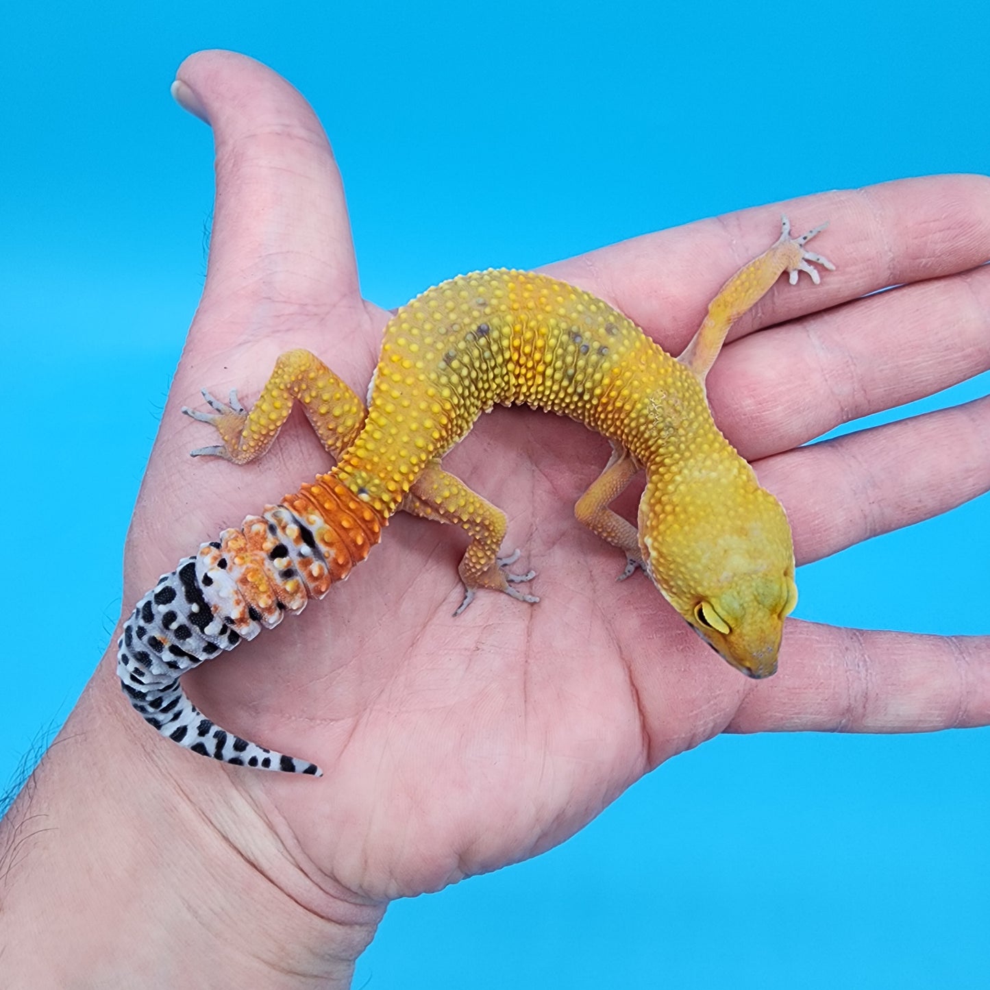 Female Super Hypo Giant Blood Bold